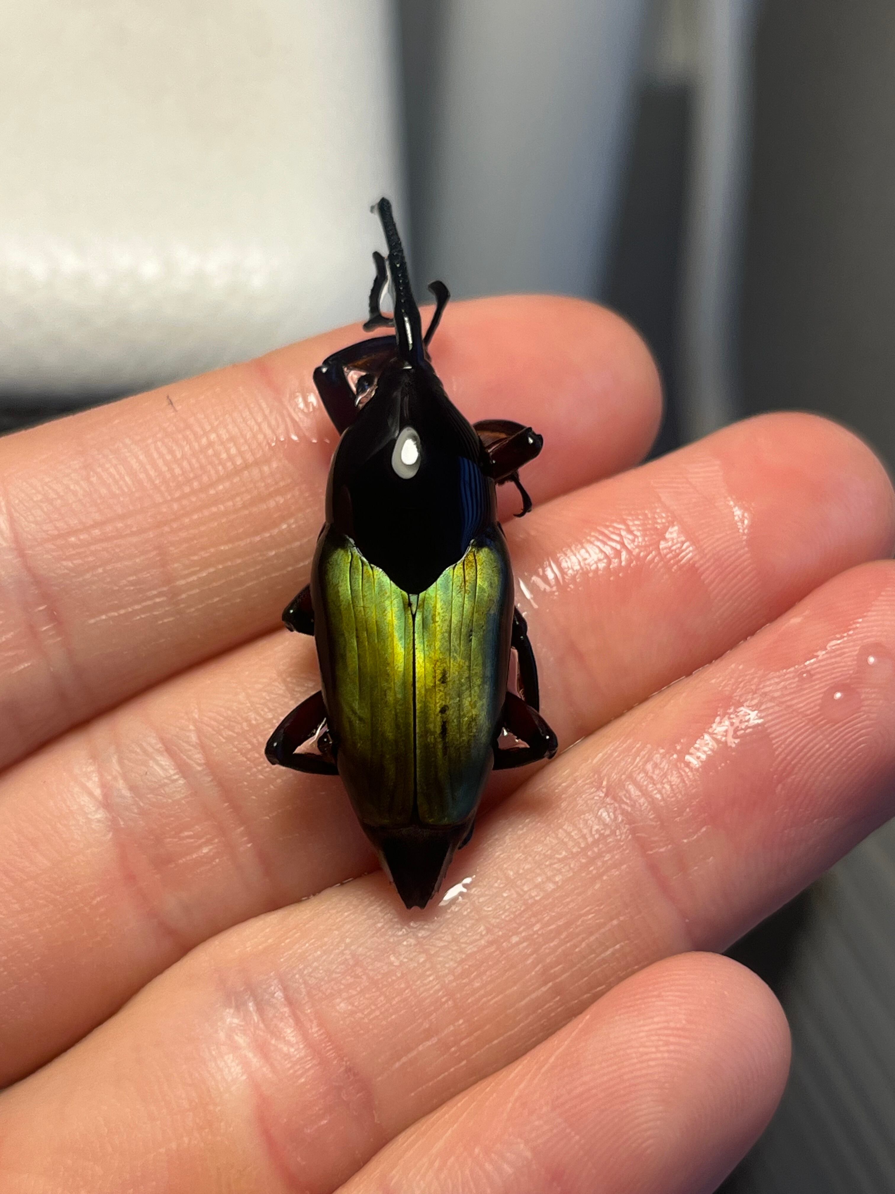 16mm】メタリックブルーゾウムシ ペルー産 昆虫標本Polyteles タマムシ