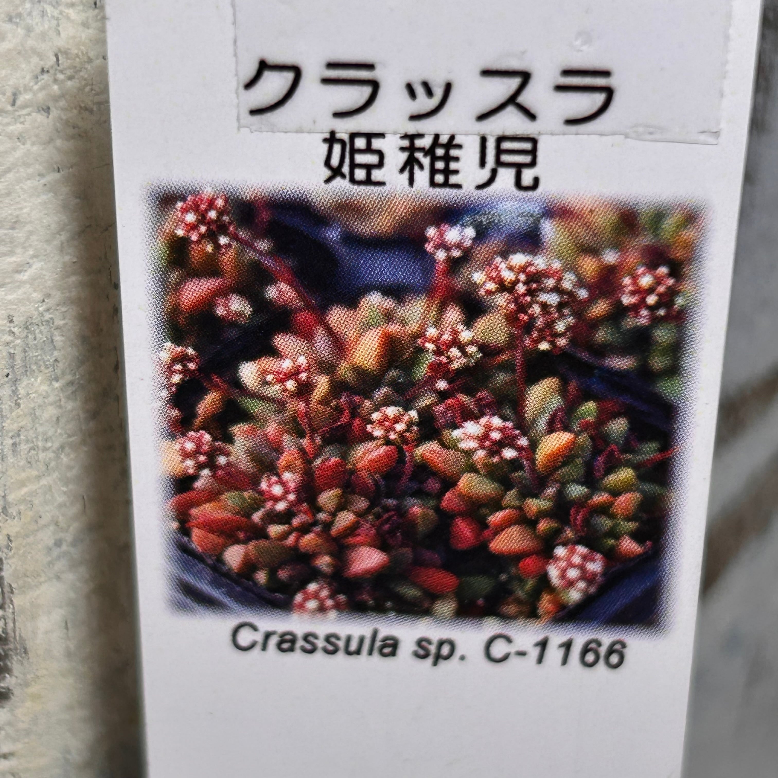 姫稚児 | RuPo 多肉植物専門店