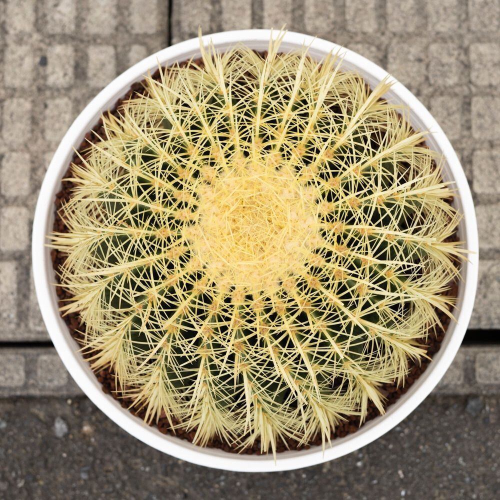 金鯱 サボテン Kinsyachi Echinocactus grusonii 特大 11号 セラアート