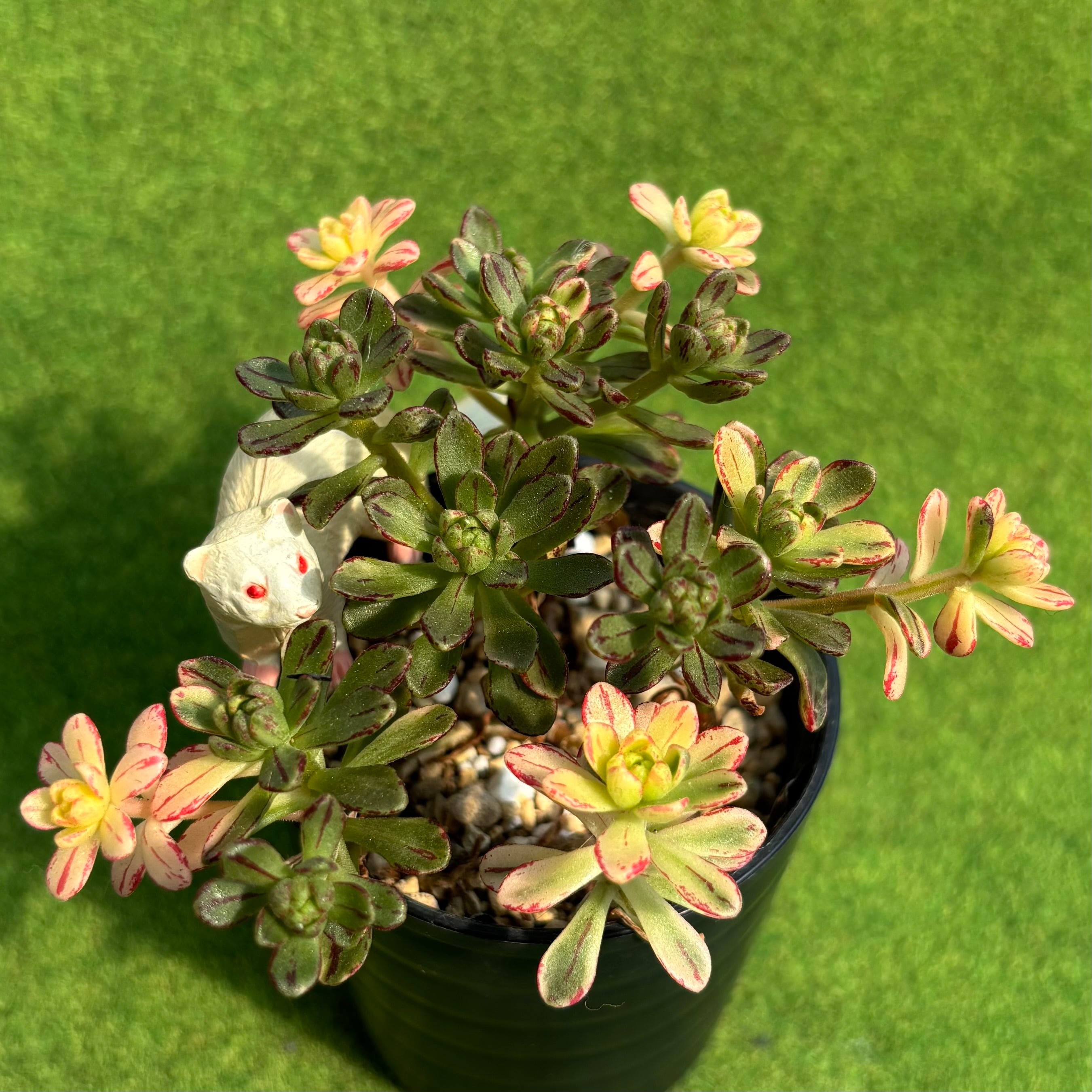 レッドデビル 大サイズ | 多肉植物 豆彦商店