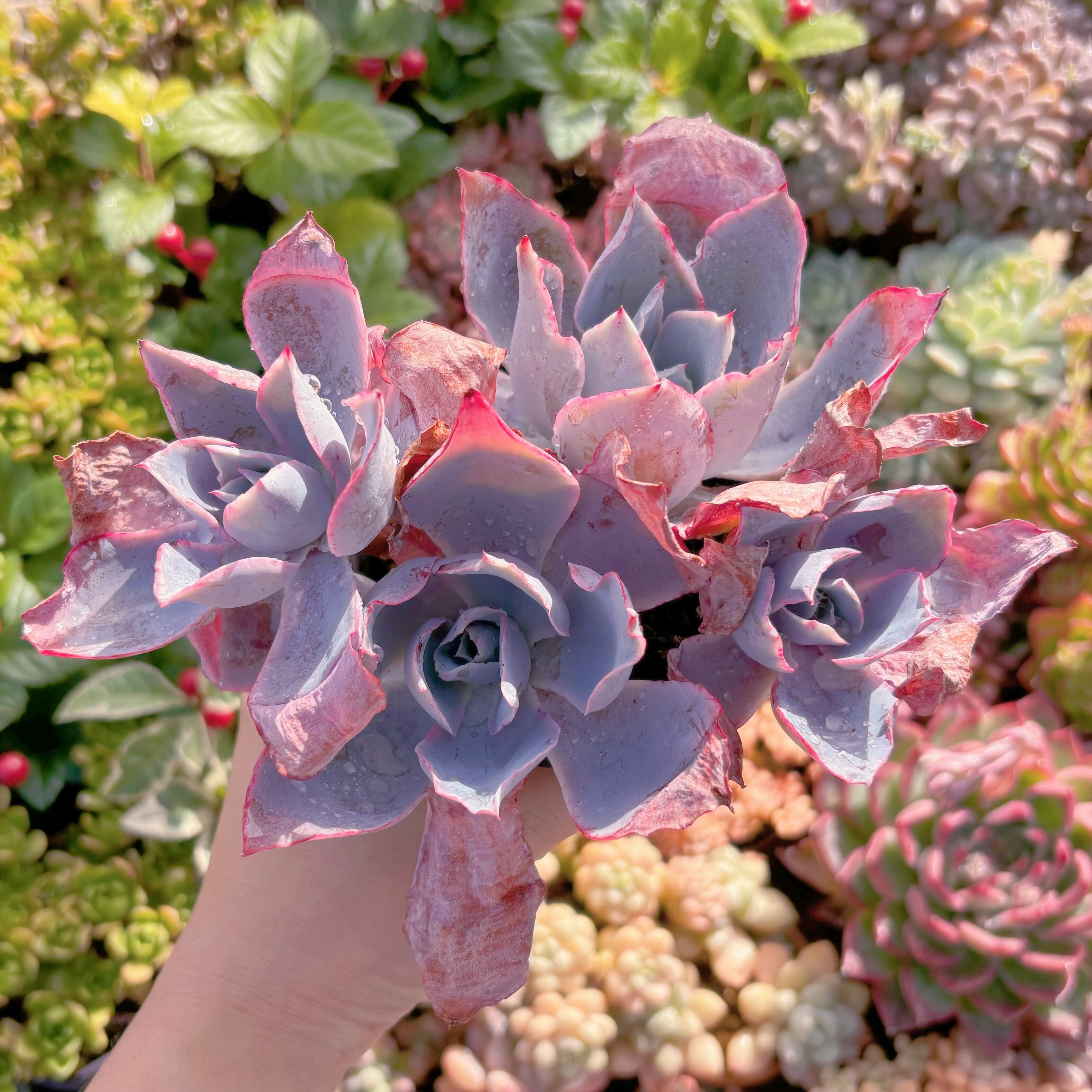 現品　アフターグロー#039   大群生　新入荷