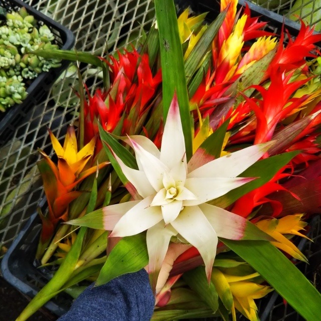 アナナスの切り花 Hanazukin 花ずきん 農家直送の花苗 シンビジュームの花束