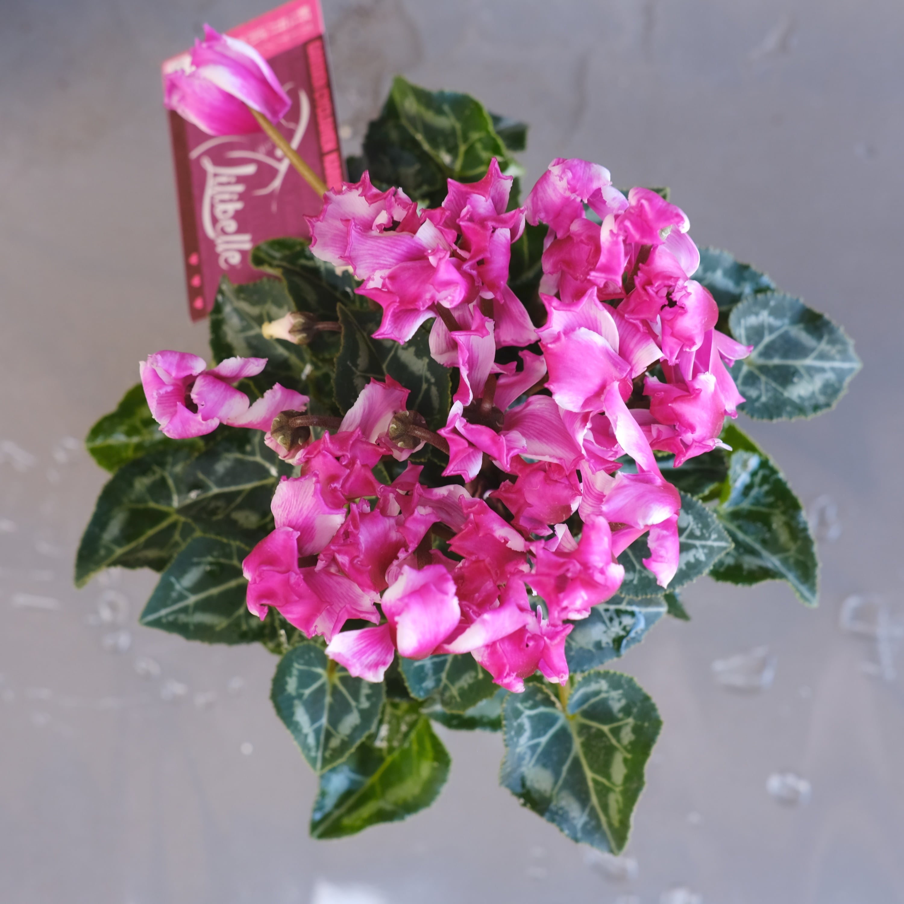 ガーデンシクラメン《 リリベル 》軽井沢育ち 3号鉢 | グリーン