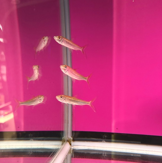 アフリカンタイガーフィッシュ・ビッタータス