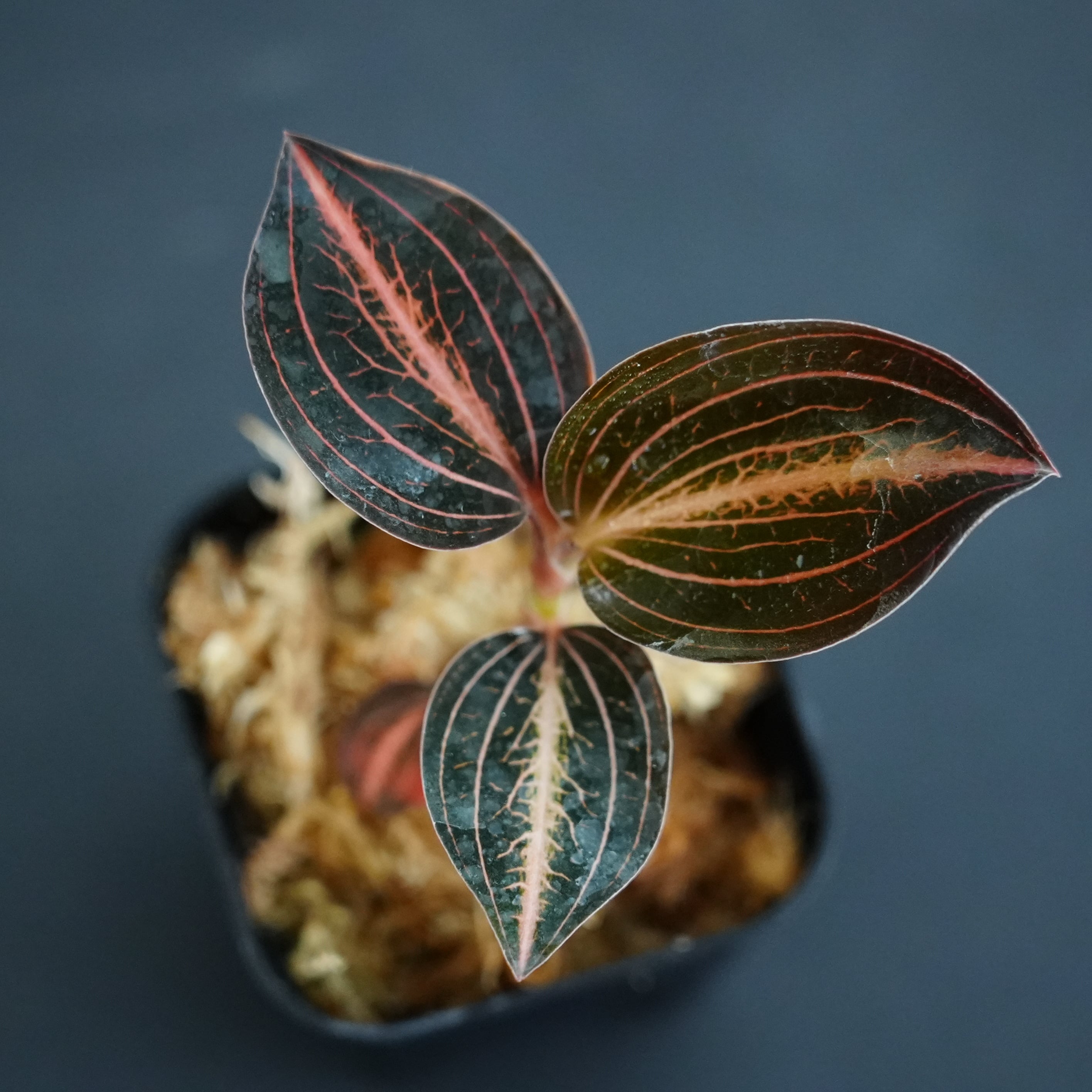 ◆現品◆L.discolor var.nigrescens × A. siamensis 'Red Velvet'【ジュエルオーキッド宝石蘭/B&L】#937