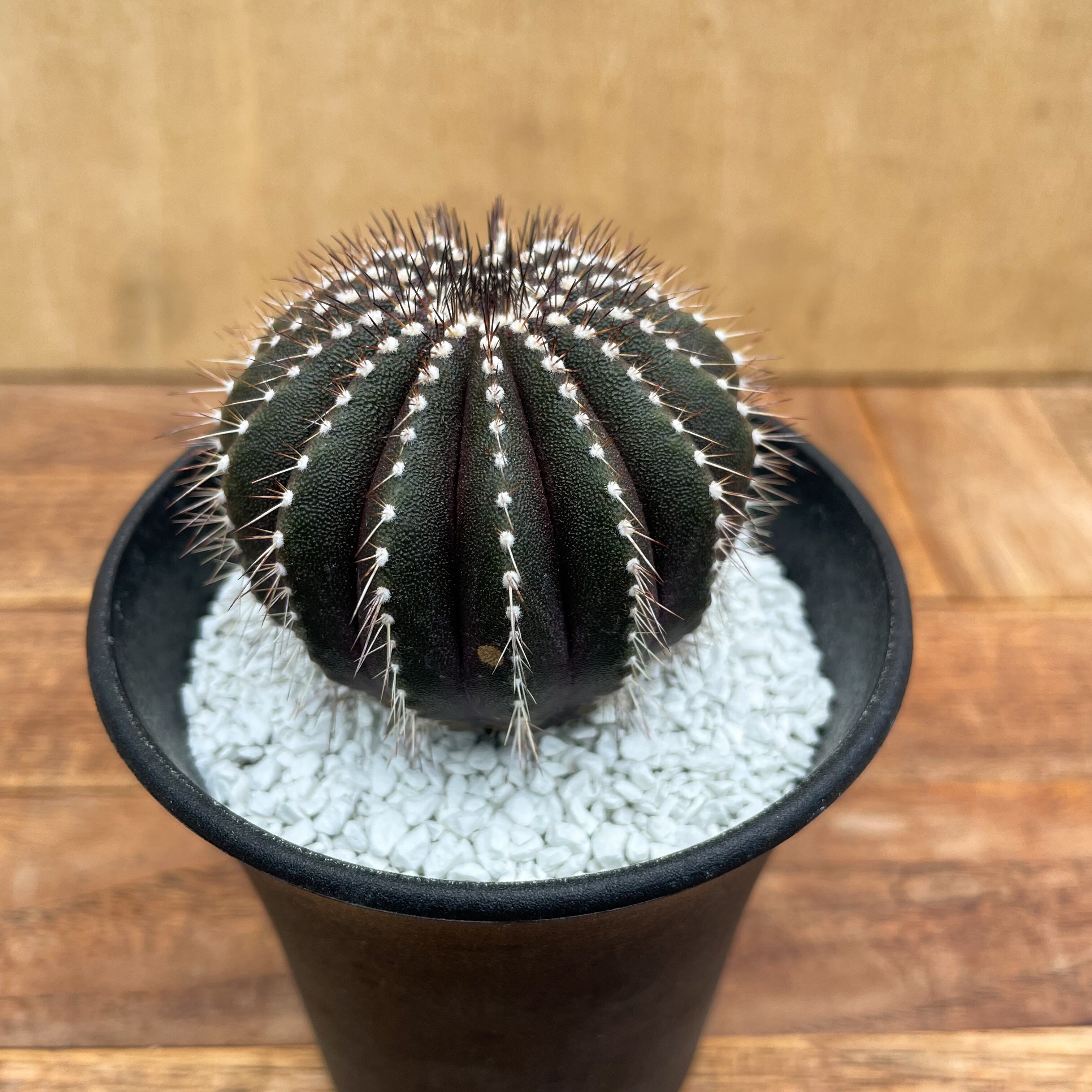 ユーベルマニア　ペクチニフェラ　サボテン　国内実生 Uebelmannia pectinifera【ユーベルマニア・ペクチニフェラ・実生