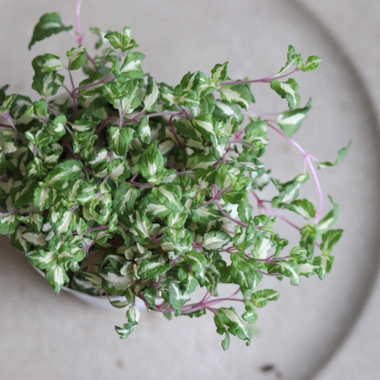 ベロニカレッドラインコンパクター　寄せ植えにオススメ　カラーリーフ　庭、花壇にオススメ　丈夫　初心者にオススメ　