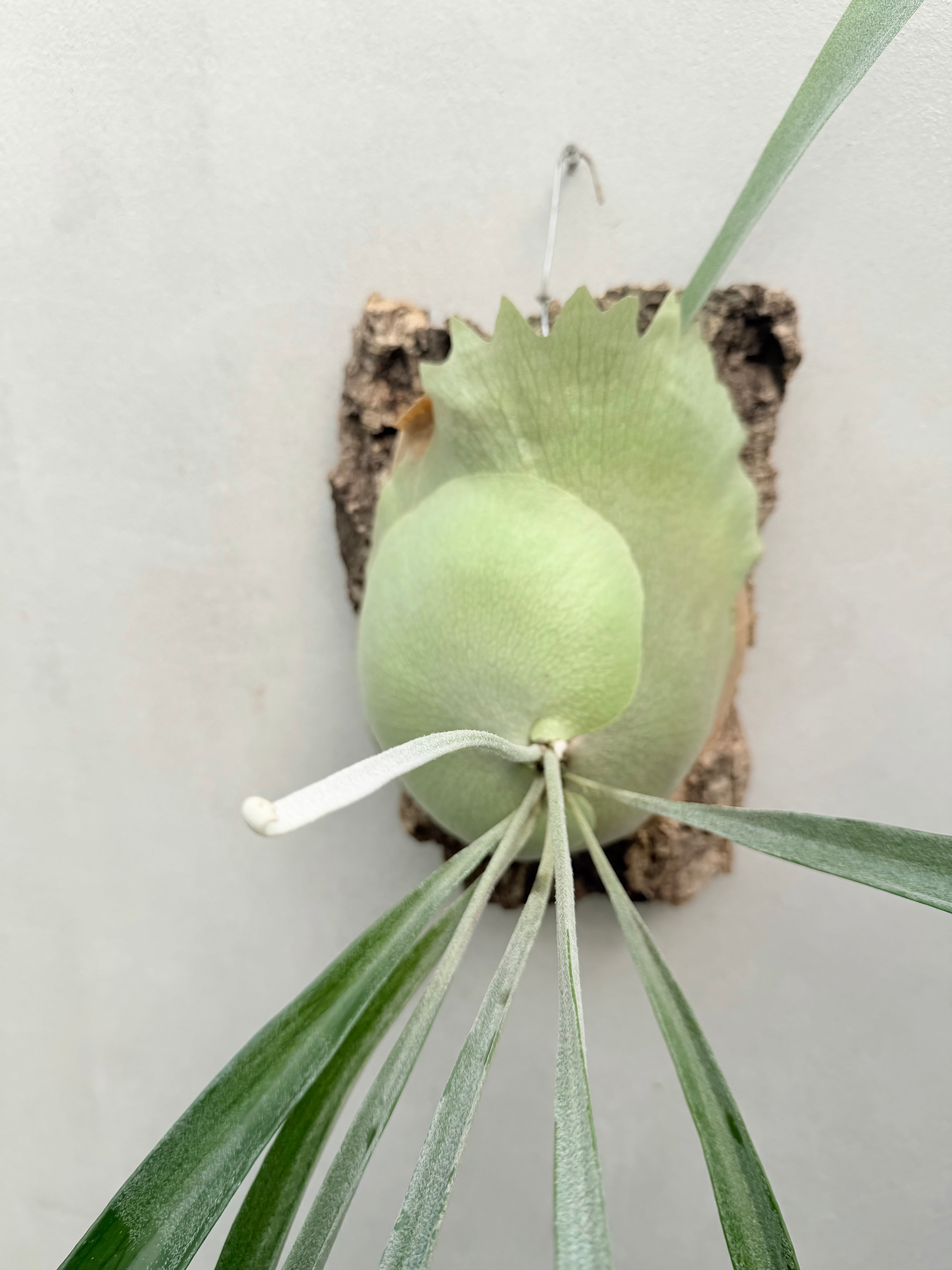 P. 'Musang King' ビカクシダ 'ムーサン キング' | vandaka plants