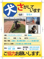 迷子犬チラシ印刷（黄）-100枚