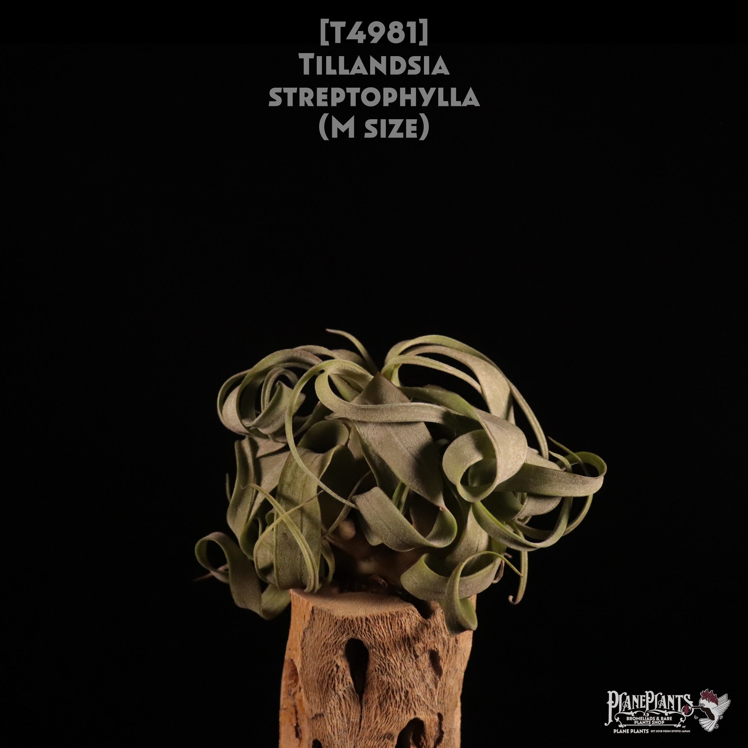 【送料無料】streptophylla M〔エアプランツ〕現品発送T4981