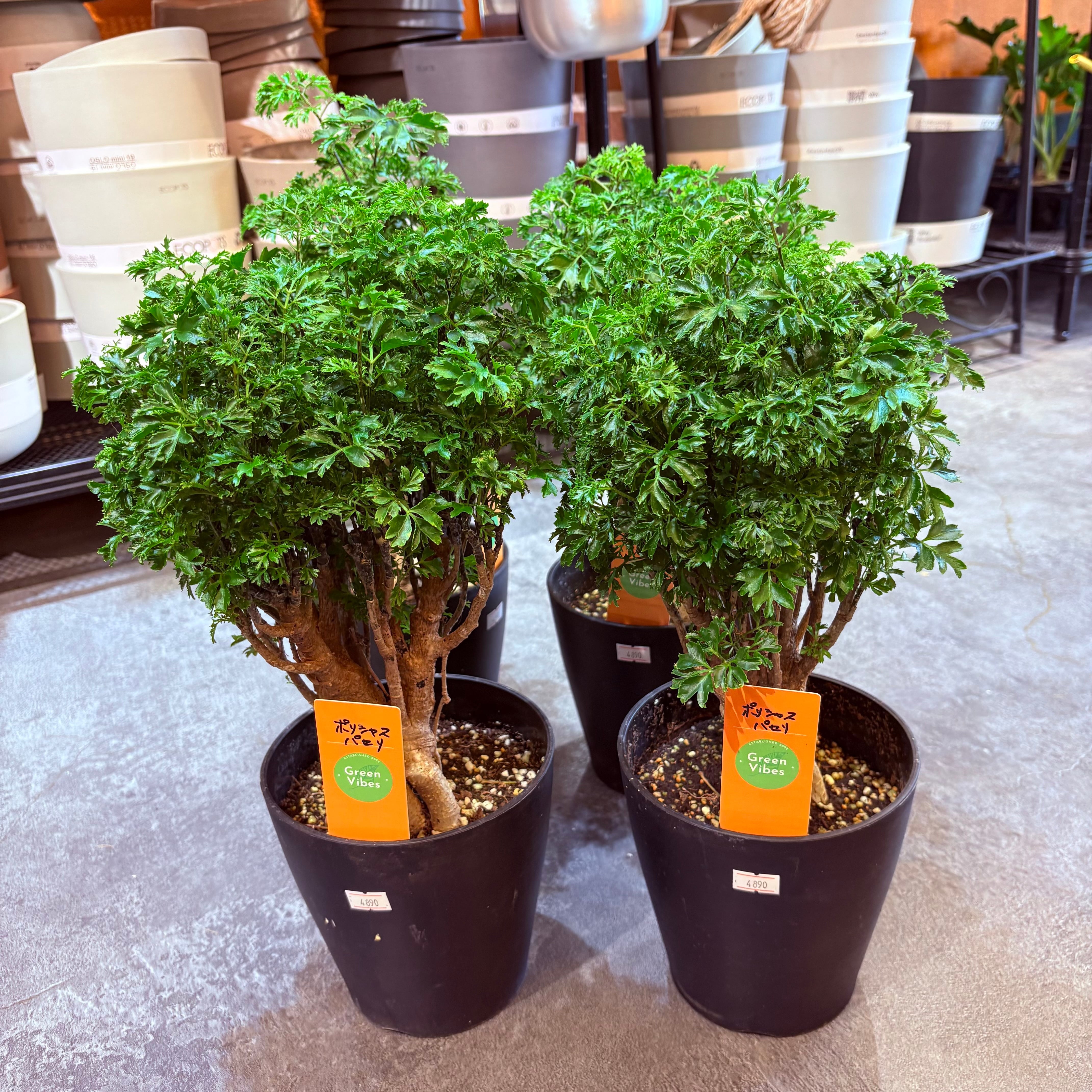 ポリシャス パセリ 5号 | Green Vibes 宇都宮市の観葉植物専門店