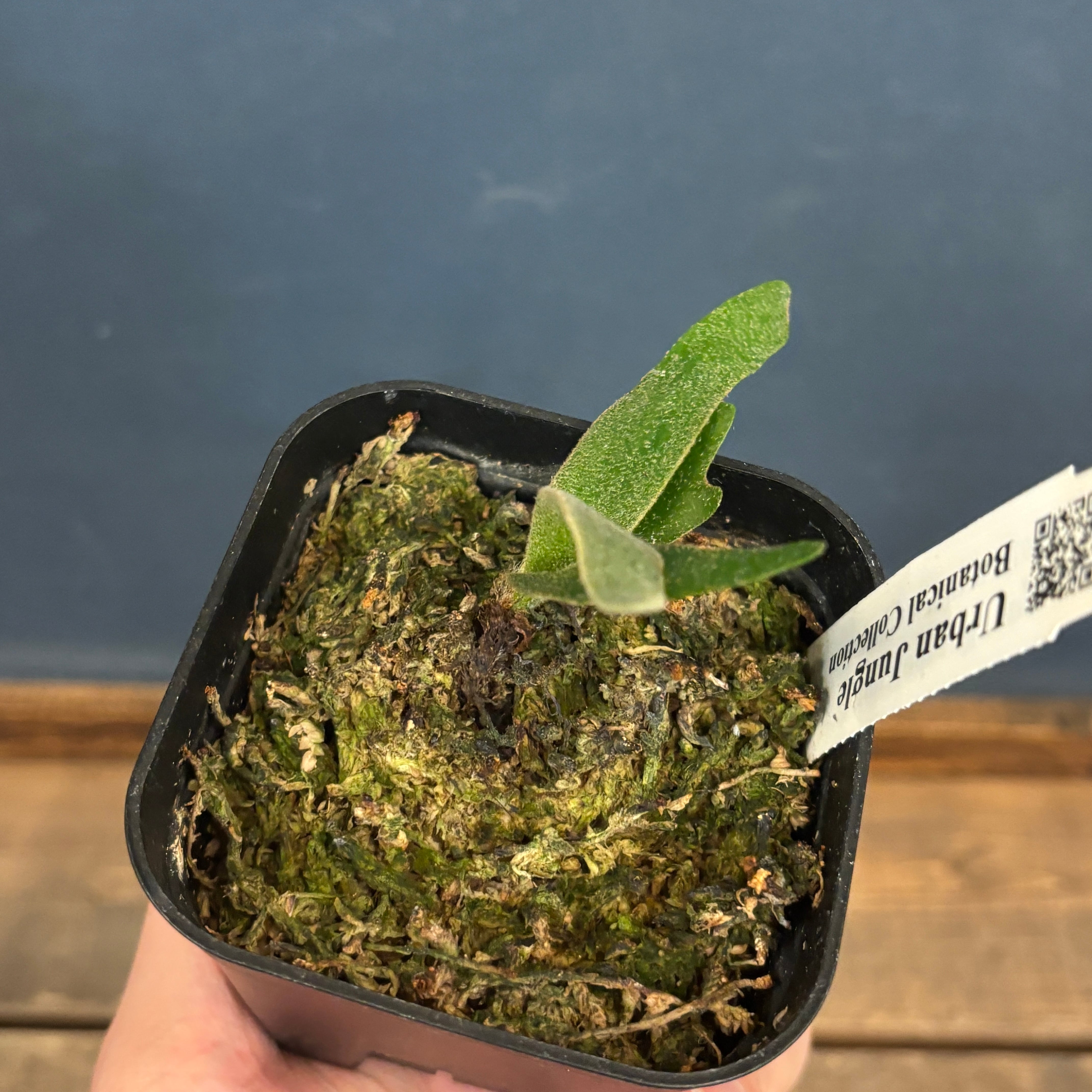 クリアランス】ビカクシダ ジェイドガール P. willinckii 'Jade Girl