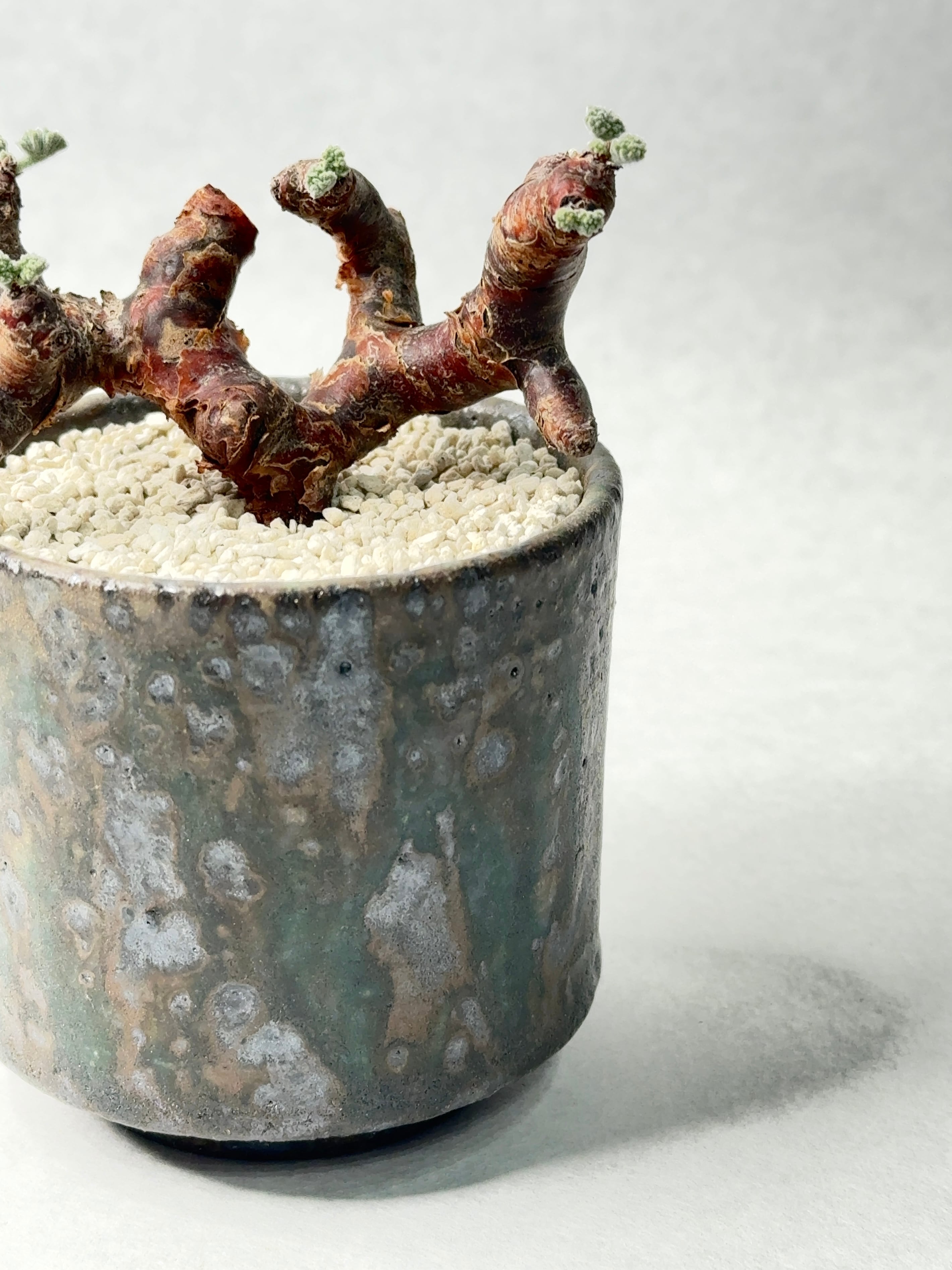 中川智治 | trigger