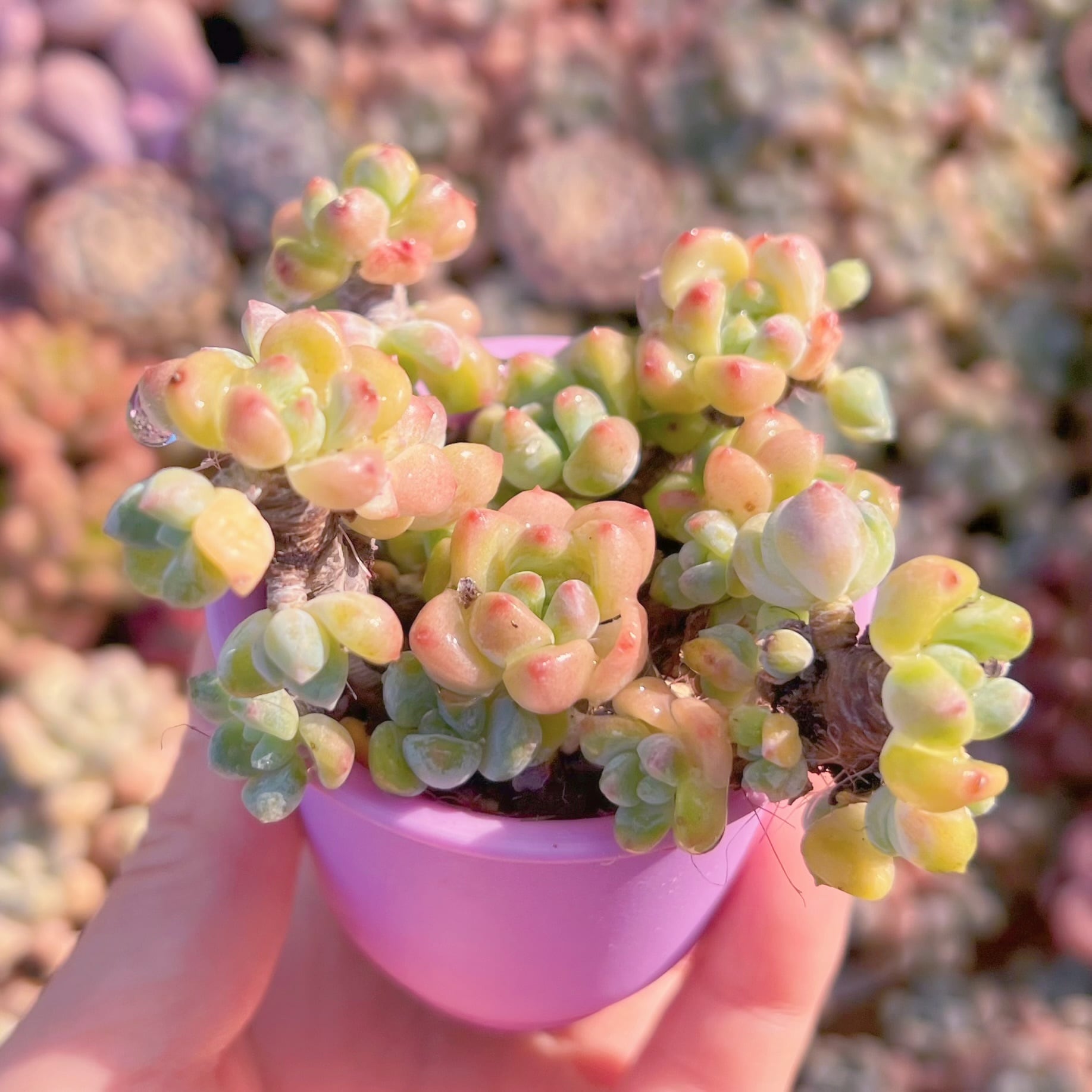現品 千本桜#096 群生 るる農園 | るる農園~多肉植物専門