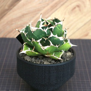 Agave Titanota 白鯨 (White Whale) アガベ チタノタ / 中株(4号鉢)/Lot.002