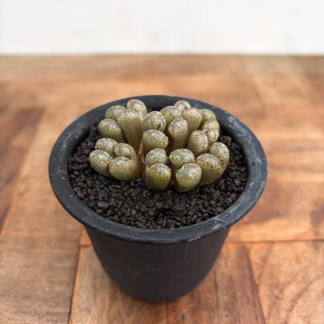 Conophytum pellucidum var. terricolor【コノフィツム・ペルシダム CR.1548】