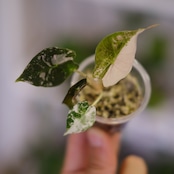 Alocasia Amazonica Polly Pink varigated② / アロカシア アマゾニカ ポリー ピンク斑入