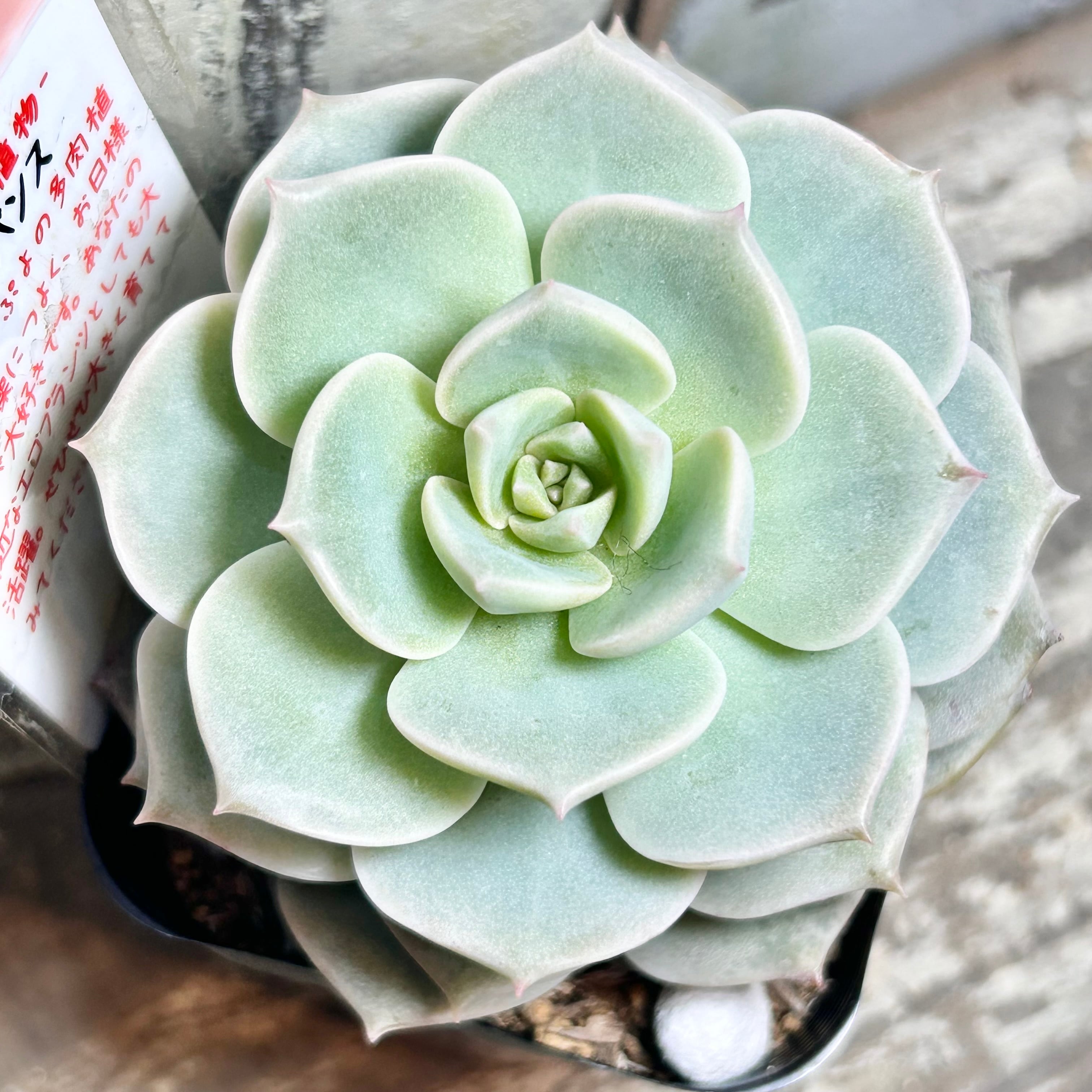 ウェディングドレス錦 アエオニウム | RuPo 多肉植物専門店