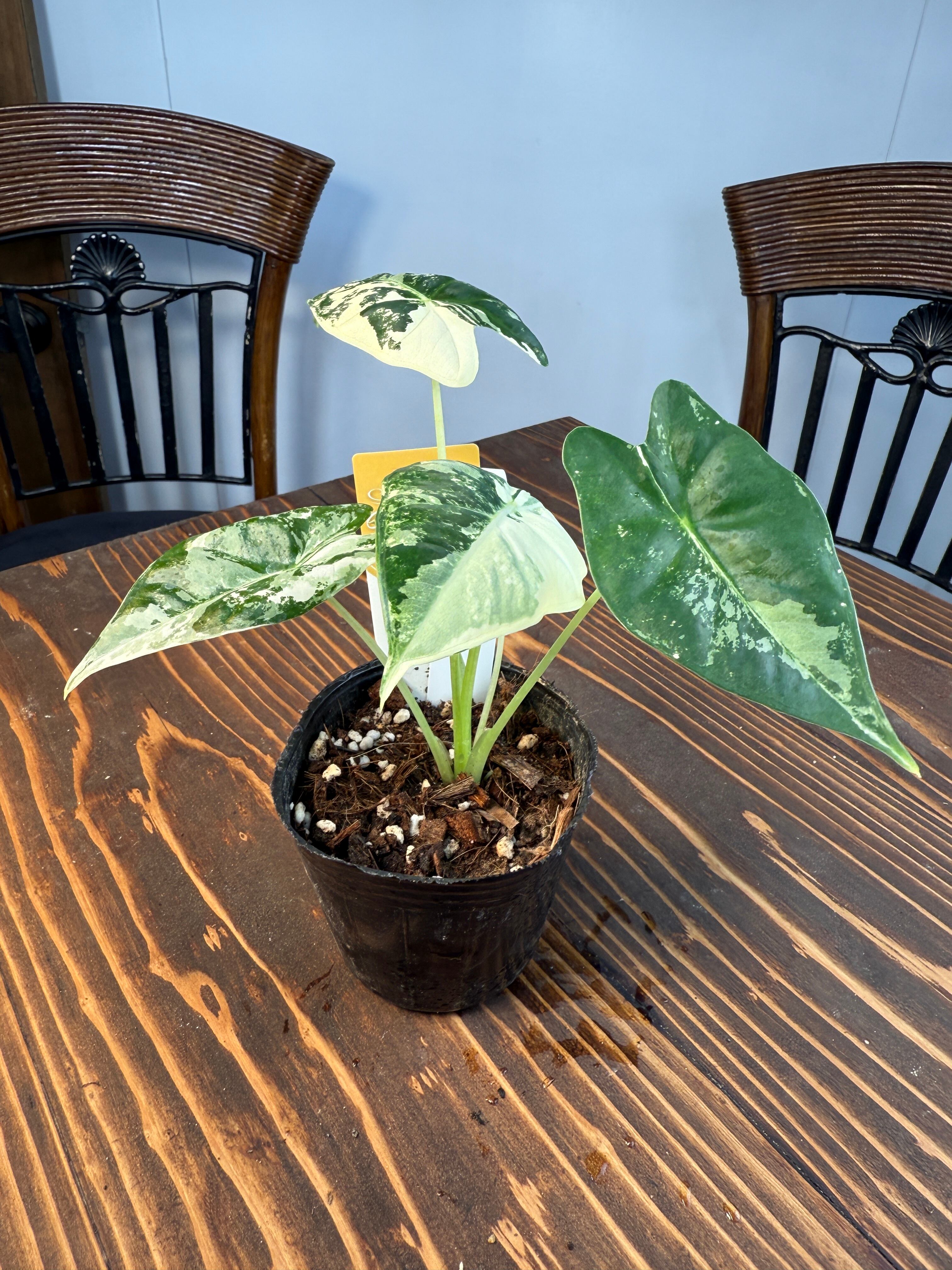 ☆1635【超レア 極み】アロカシア グリーンベルベット