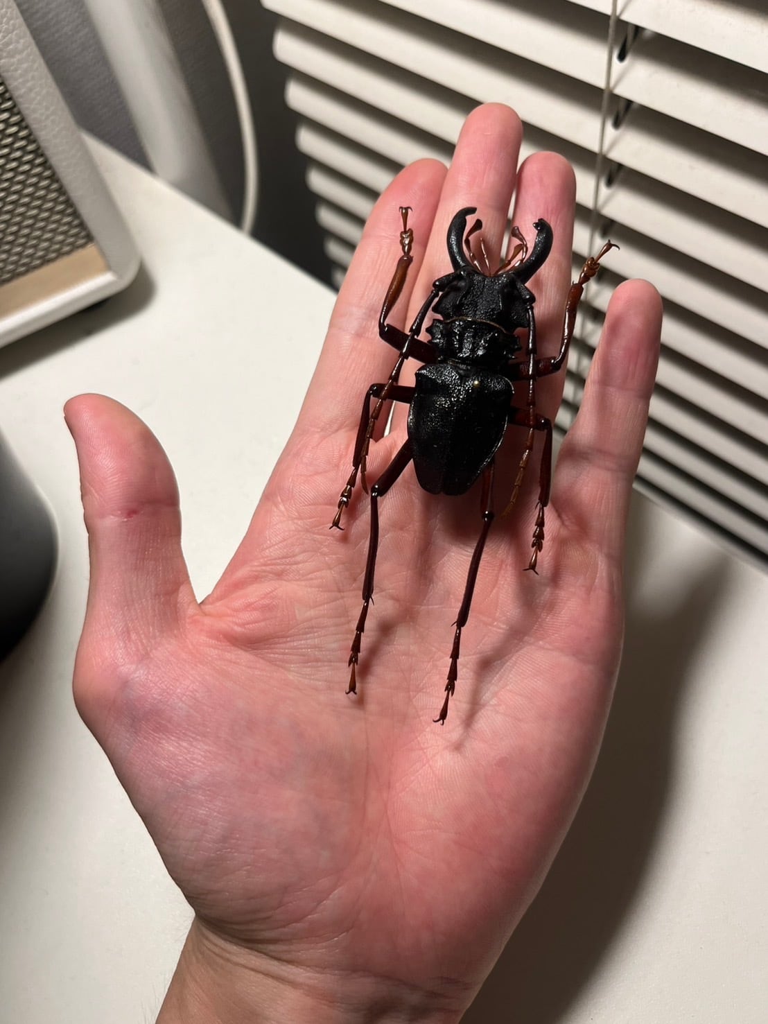 60mm】カシクスオニノコギリカミキリ昆虫標本甲虫ハムシサソリ