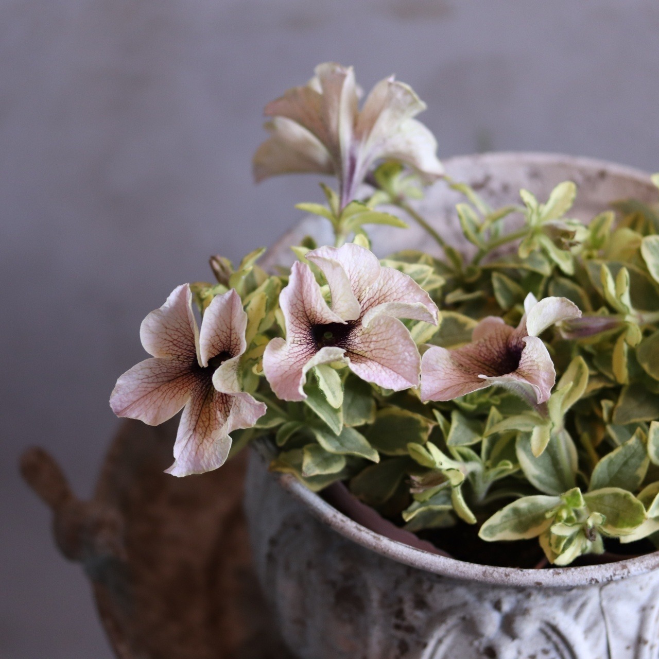 インカのペチュニア　ミルクティバリエガータ　斑入りペチュニア　