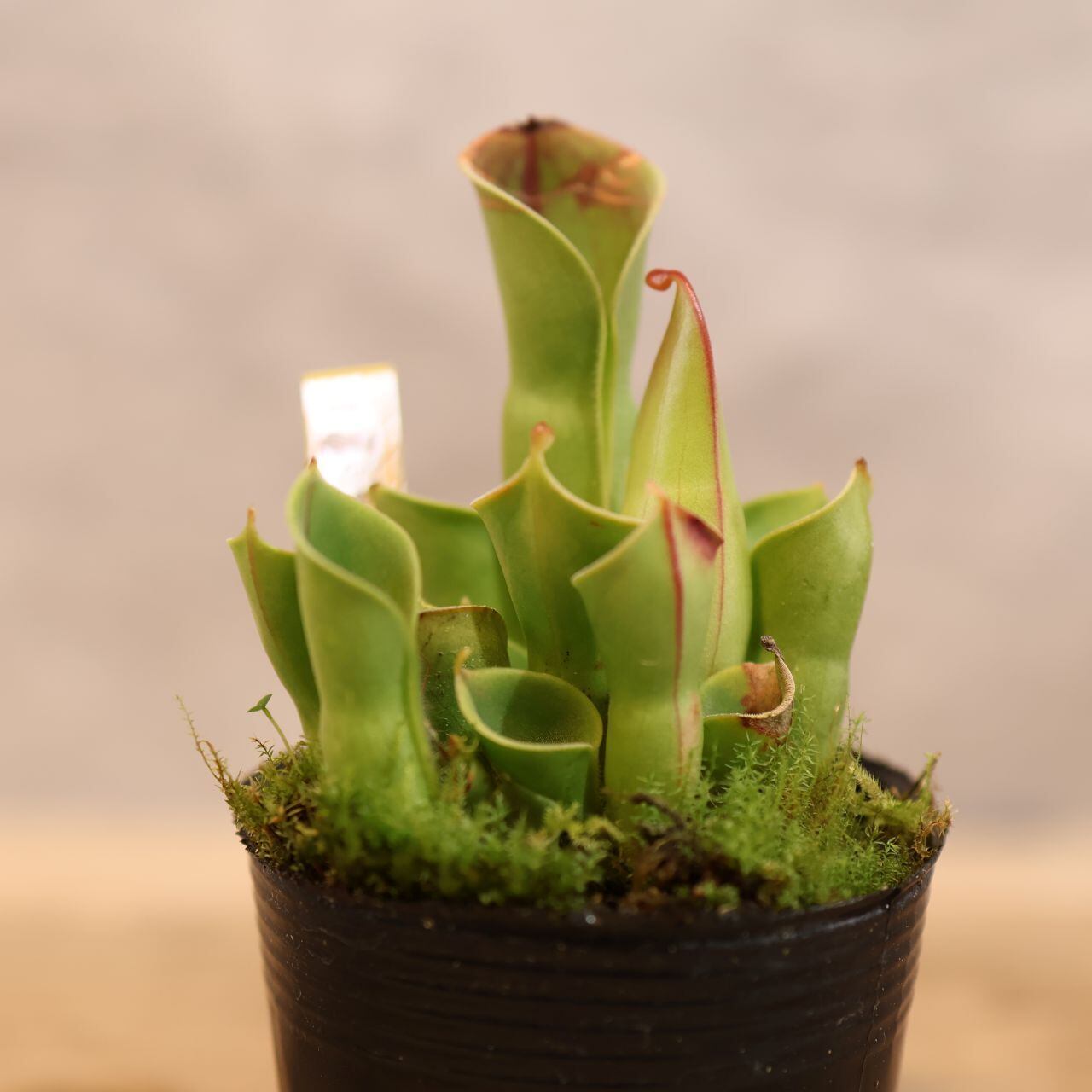 295 霧の山から届いた美しき食虫植物『ヘリアンフォラ ミノール