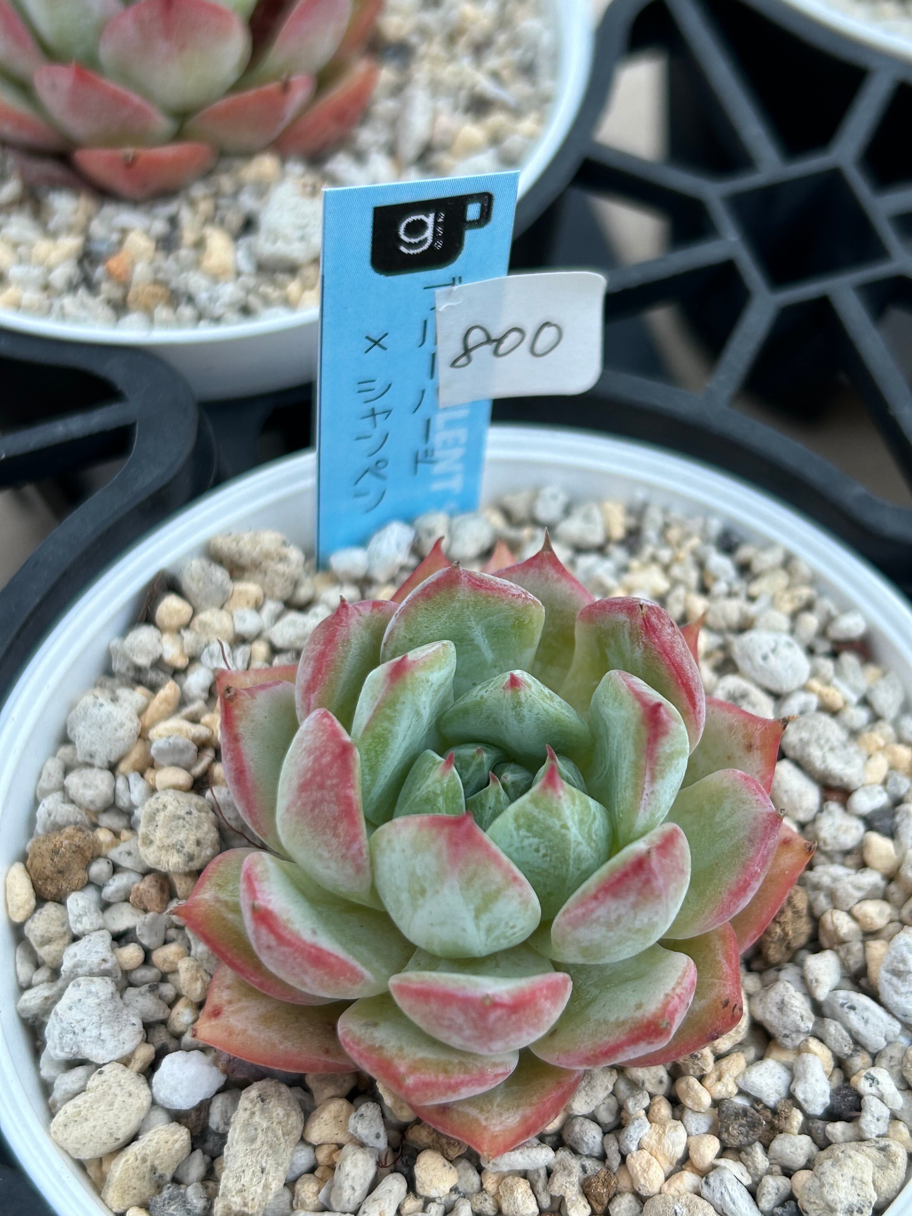 多肉植物 発し 韓国苗 ブルーハイヒール