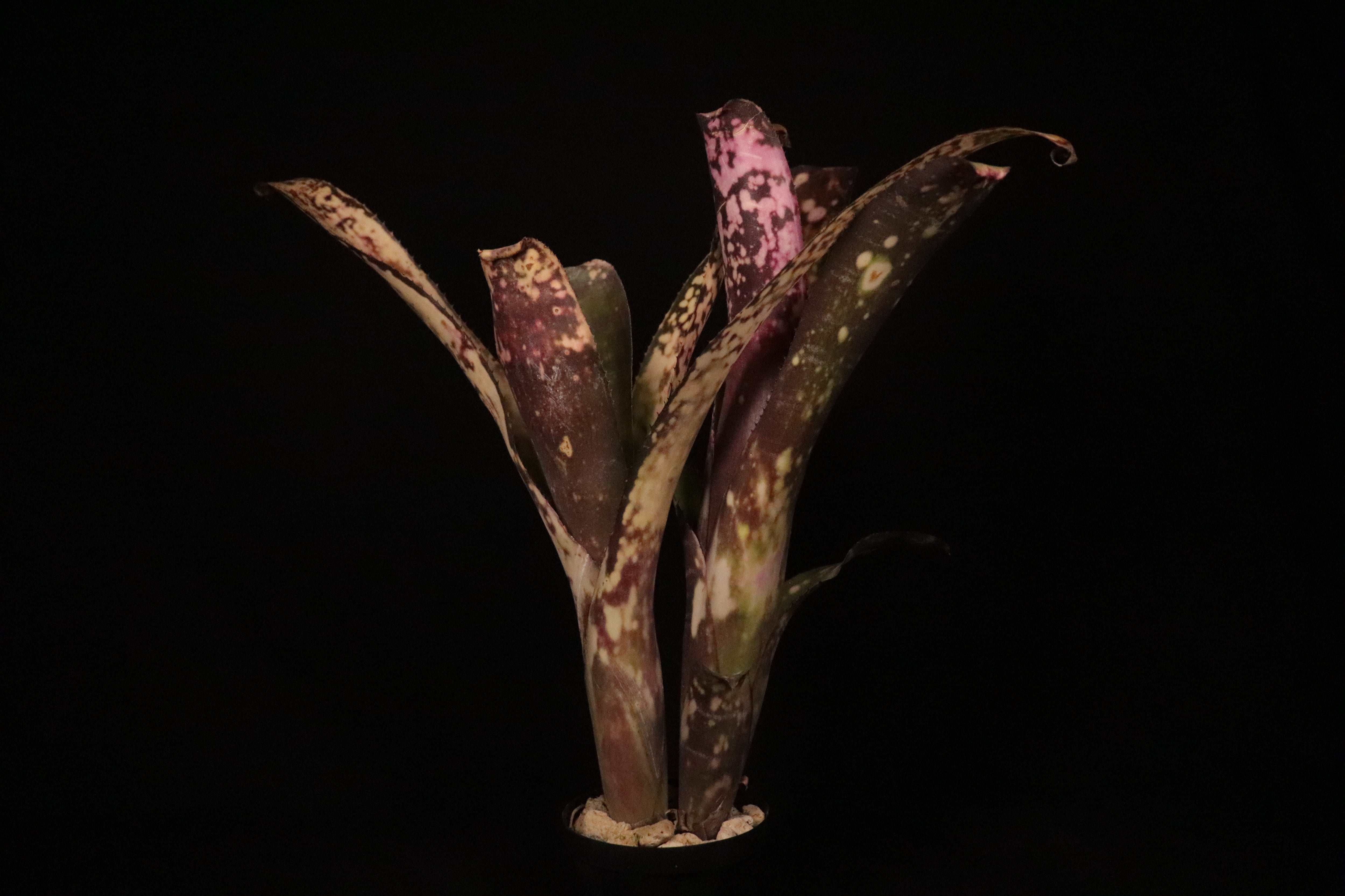 reserved】Billbergia 'Kawanas Panache'〔ビルベルギア〕現品発送