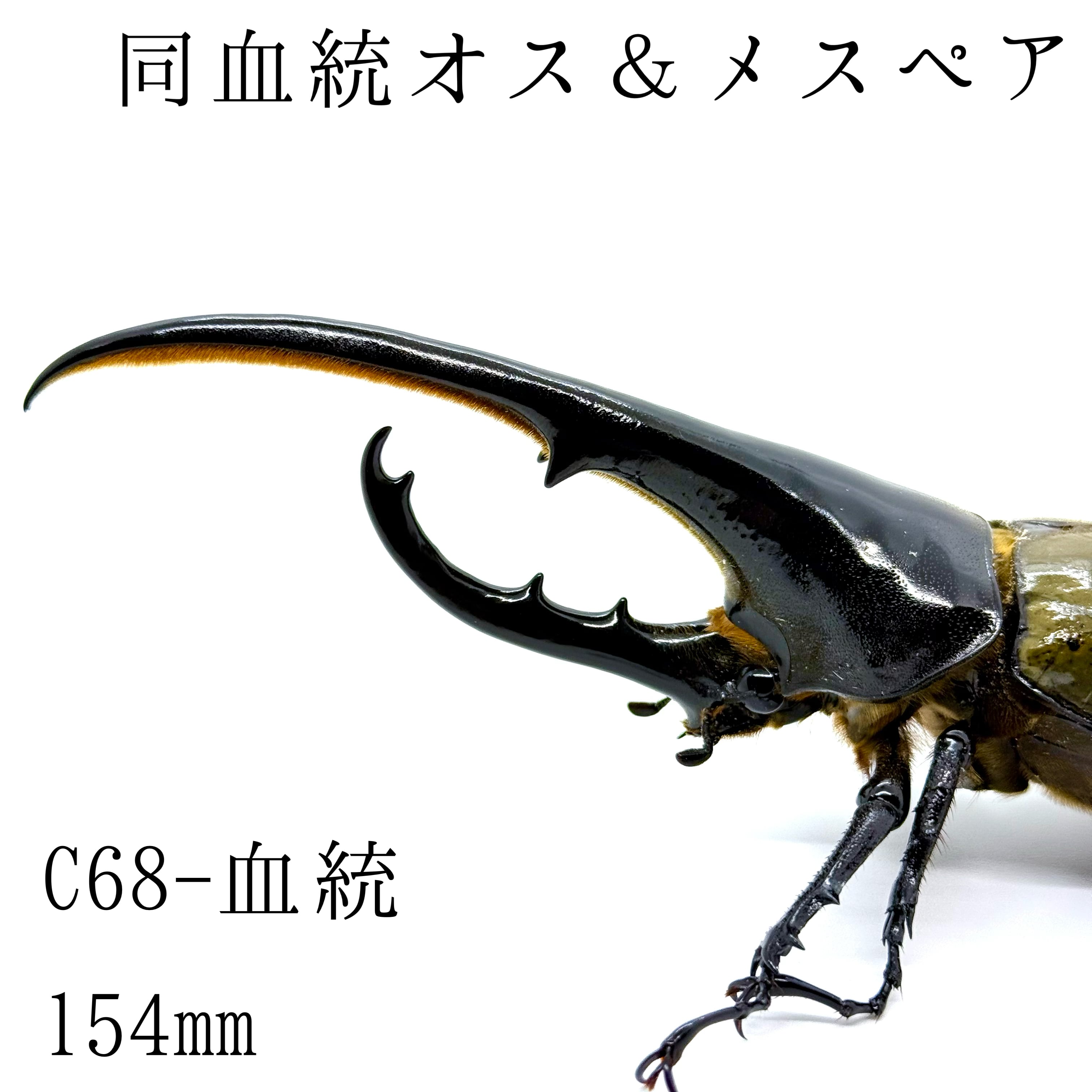 【匿名配送】ヘラクレス様 匿名配送】ヘラクレス様