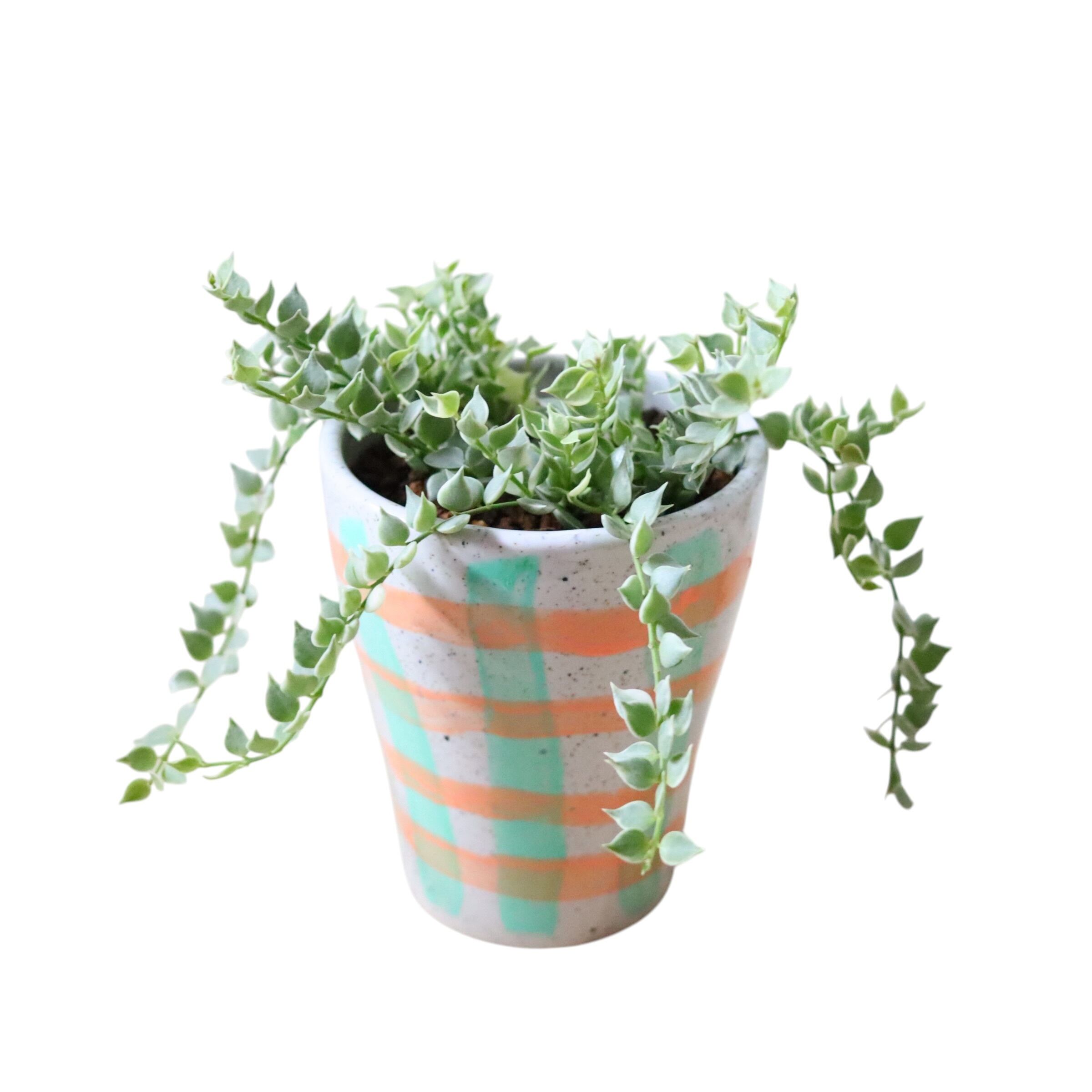 ミリオンハート斑入り(花)