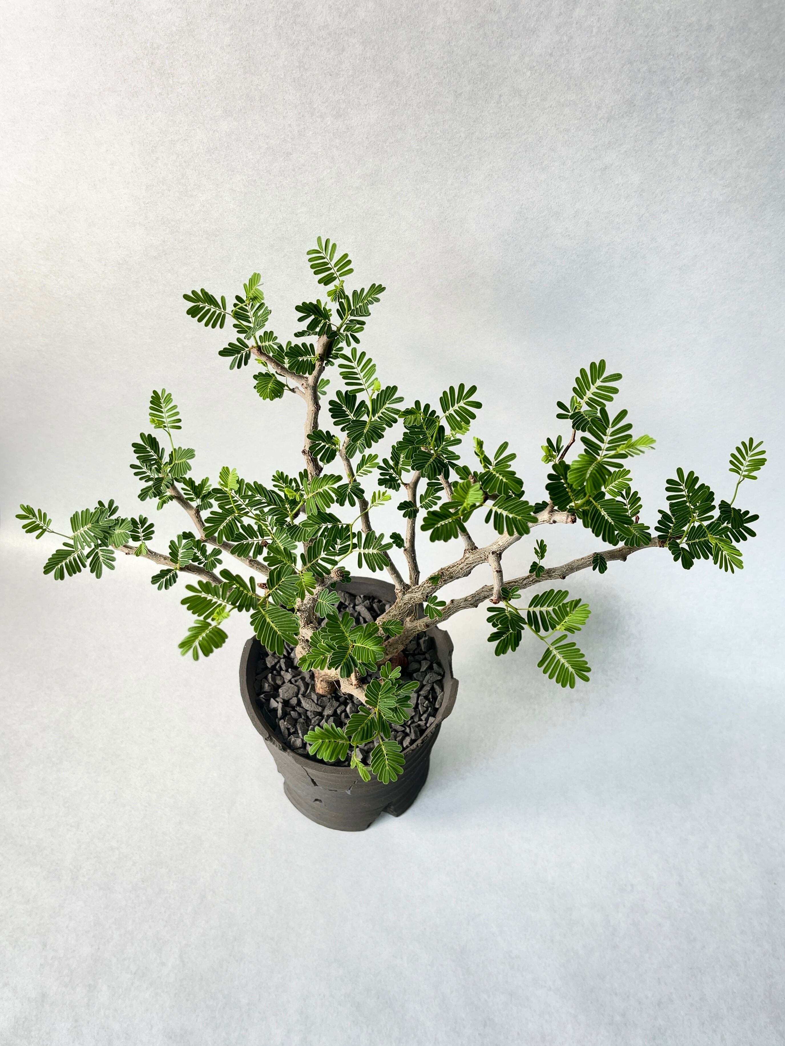 センナ・メリディオナリス | trigger