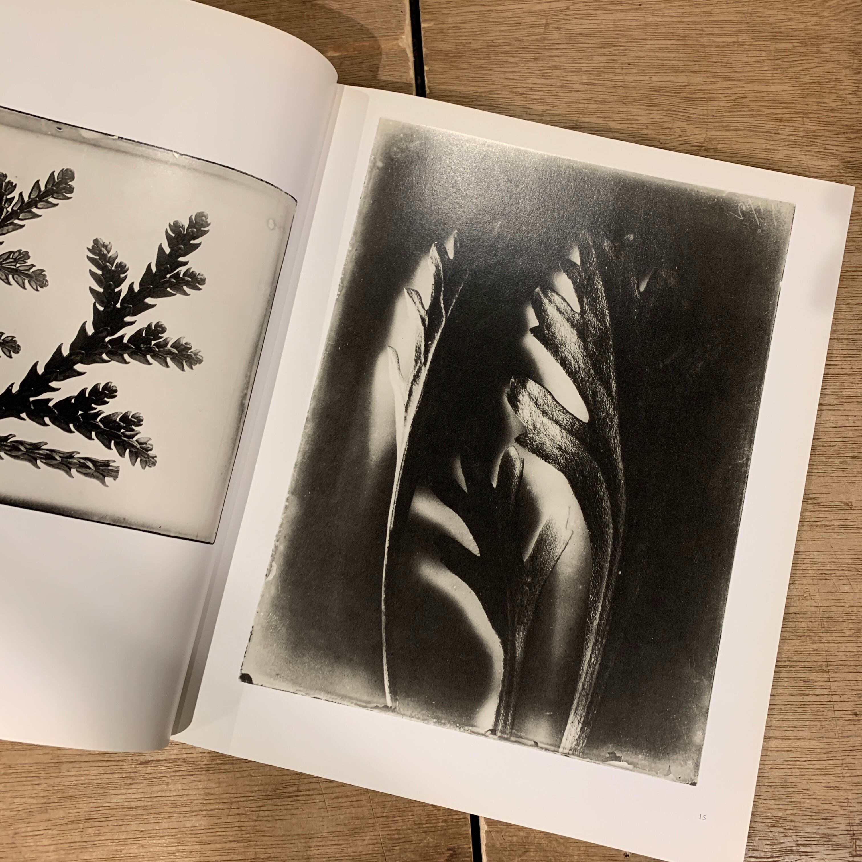 Karl Blossfeldt 1865-1932 Hans Christian Adam カール・ブロス