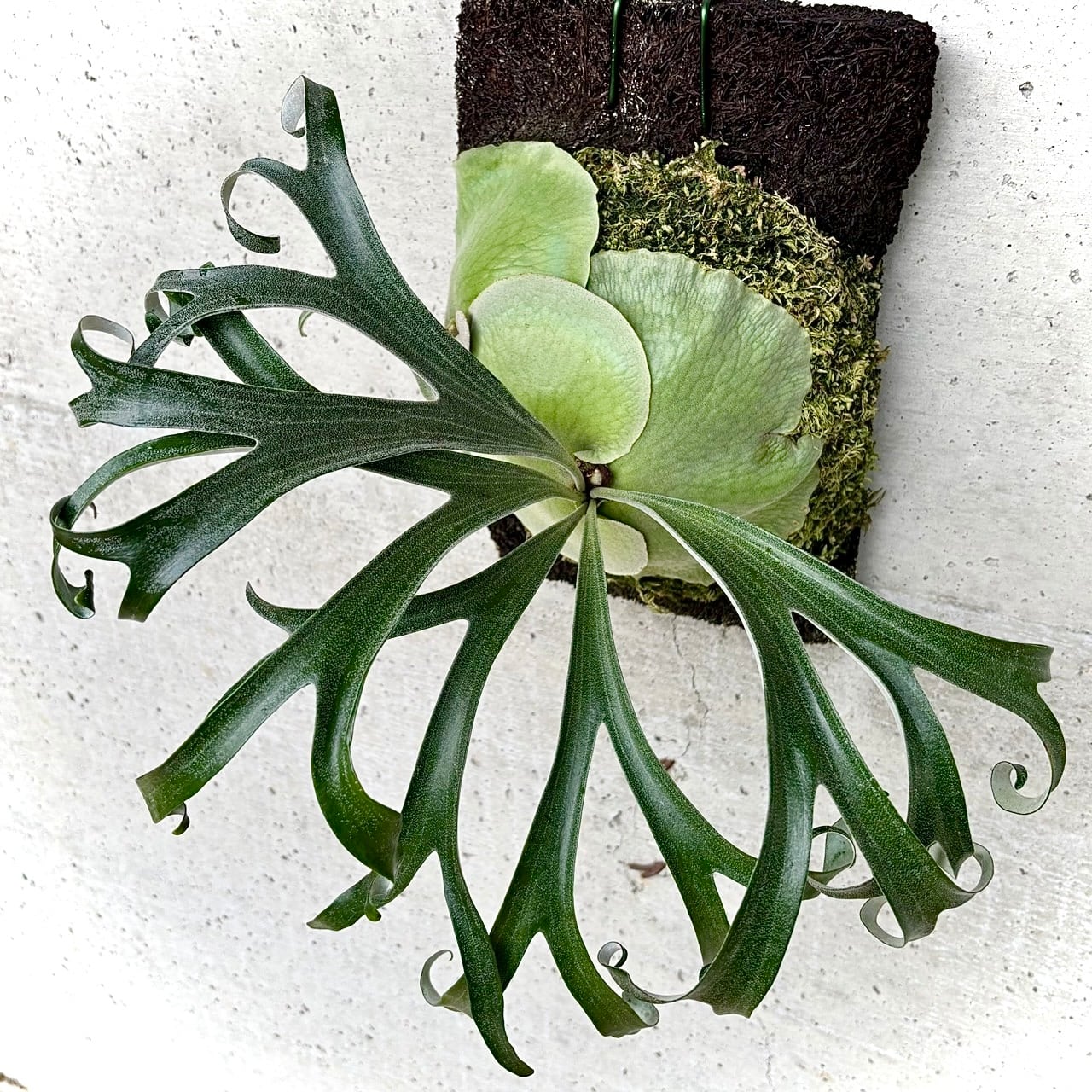 Platycerium_ビカクシダ | vandaka plants