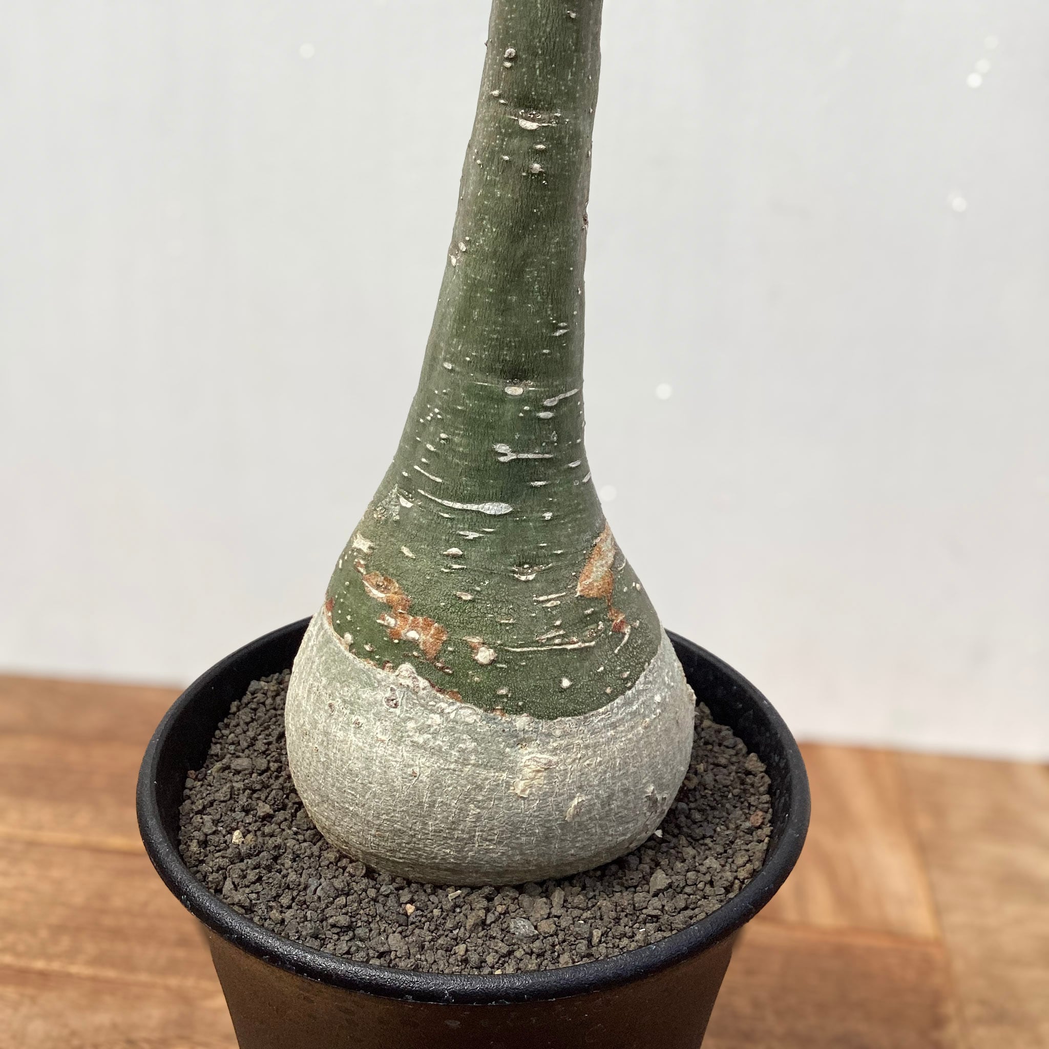 Adenia glauca【アデニア・グラウカ・実生】 | RIMO'S GREEN 【Saboten