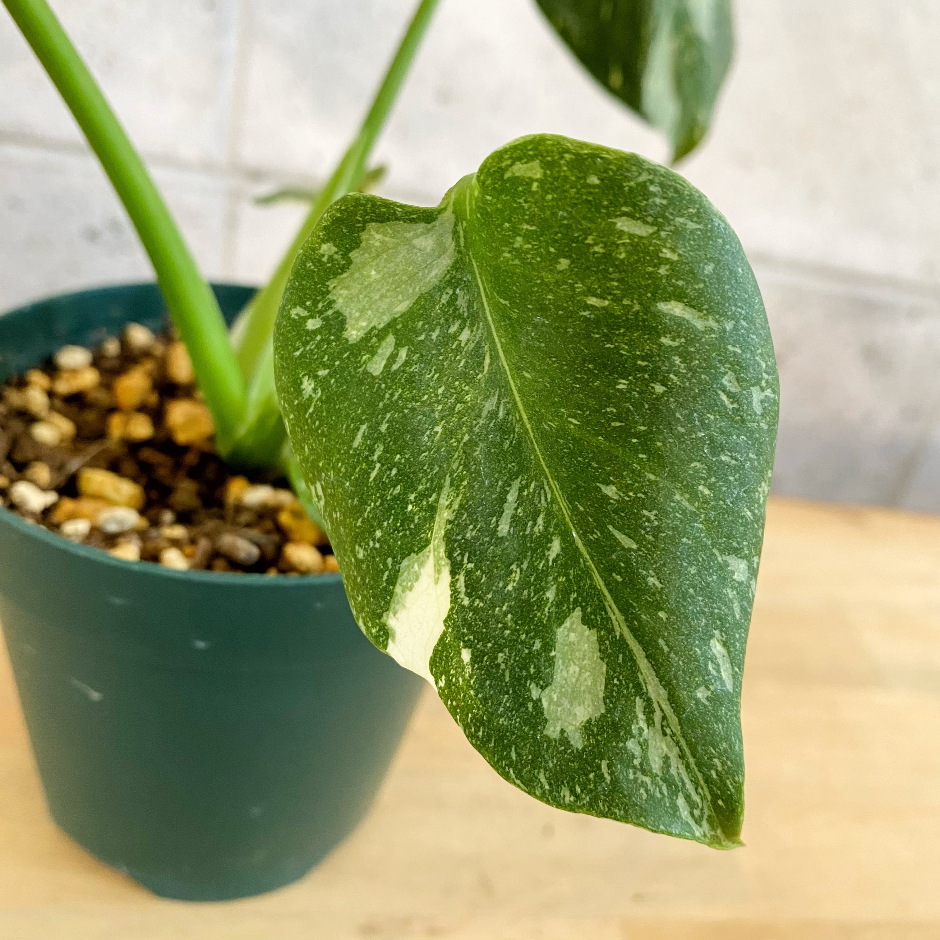 モンステラ タイコンステレーション 6号陶器鉢 観葉植物】②モンステラ