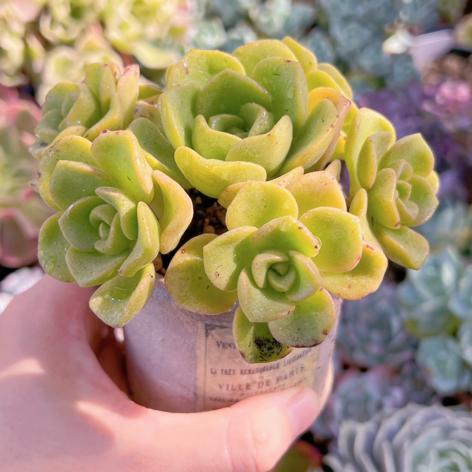 リリーパッド◎多肉植物 カット苗 韓国苗 エケベリア等 多肉植物 リリーパット 群生 新入荷 るる農園 | るる農園~多肉植物専門