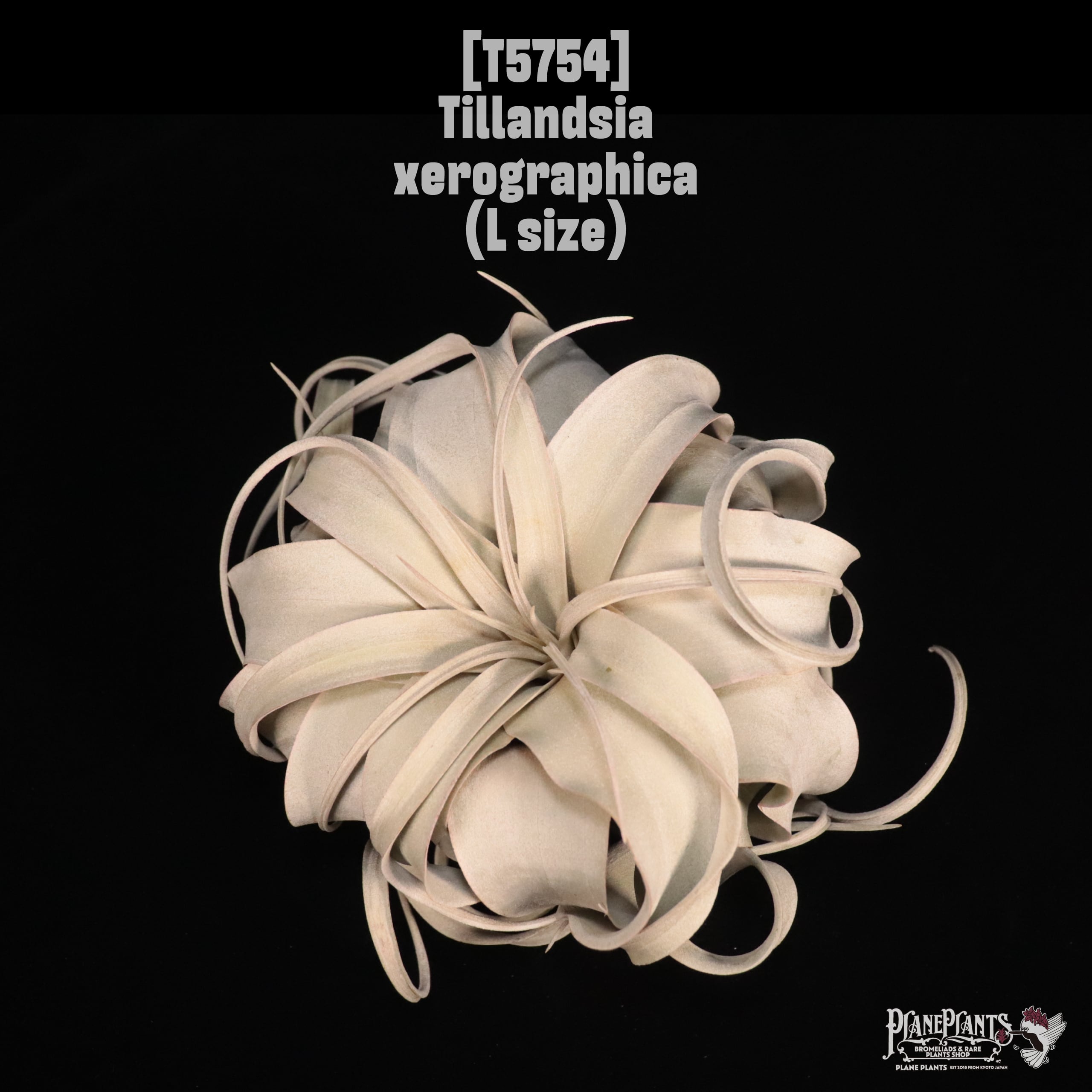 Tillandsia xerographica L〔ティランジア〕T5754