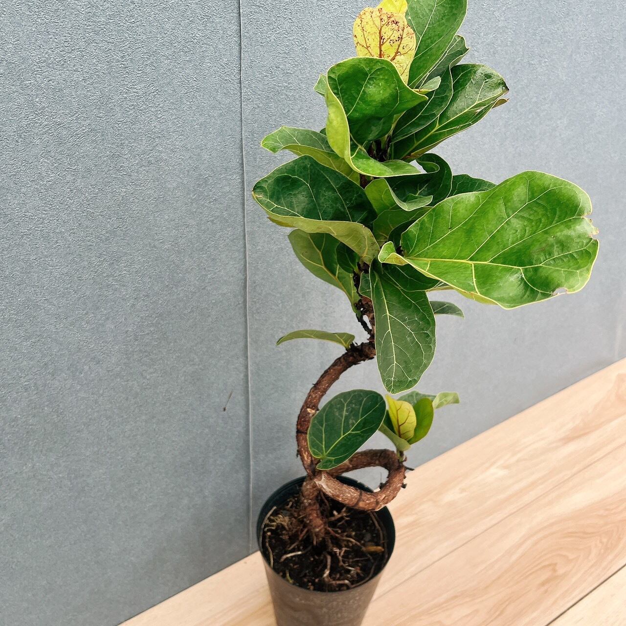 現品］R フィカス リラータ バンビーノ 曲がり 6号 観葉植物 室内
