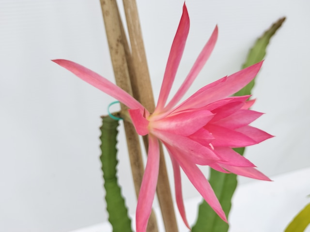 Epiphyllum hybrid 'Villain'　１０．５ｃｍＰＯＴ　３．５号鉢