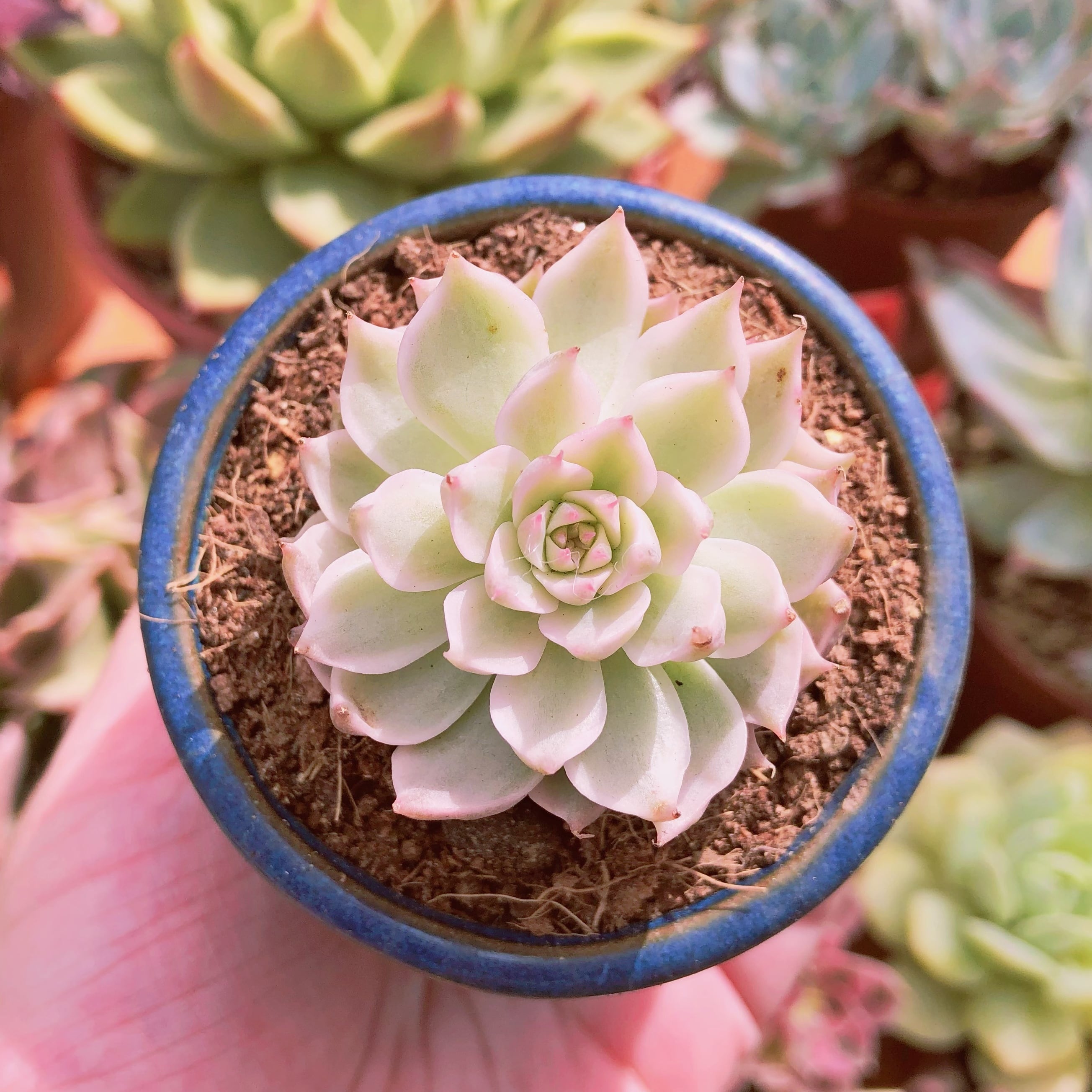 その他アリエル錦 2cm 多肉植物 - その他