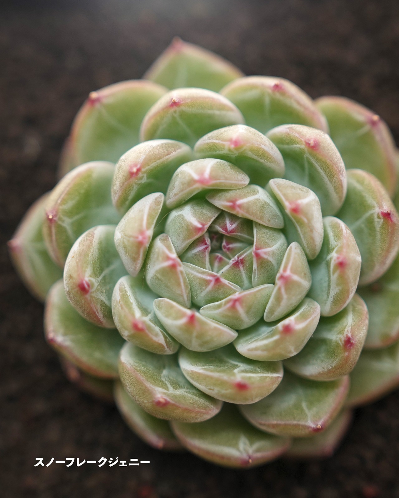 【セットD 新顔 7種】ダイヤモンドジェニー/アイビー錦/スノーフレークジェニー 他