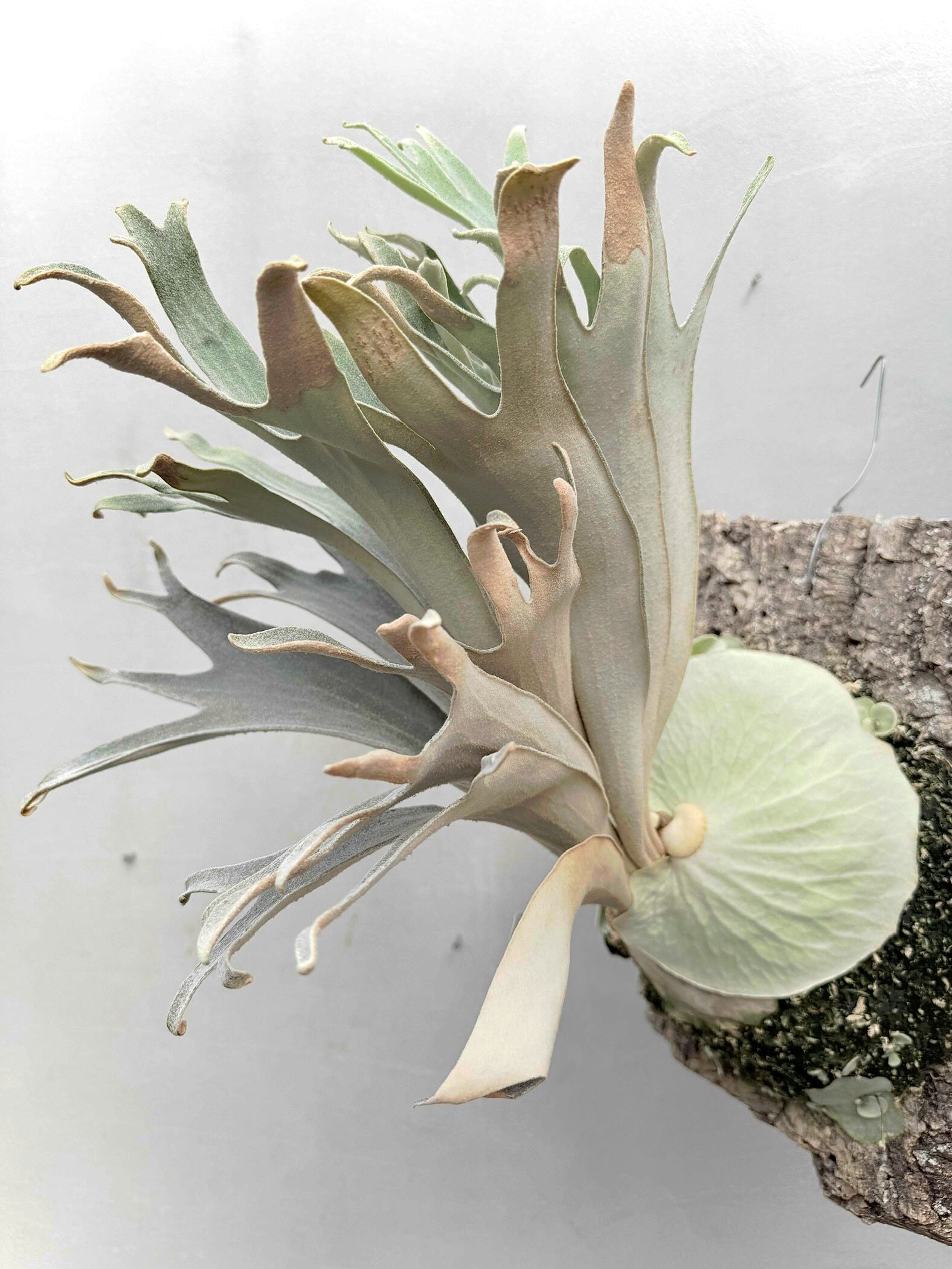 P. 'Rydeen' spore grown ビカクシダ 'ライディーン' スポア | vandaka