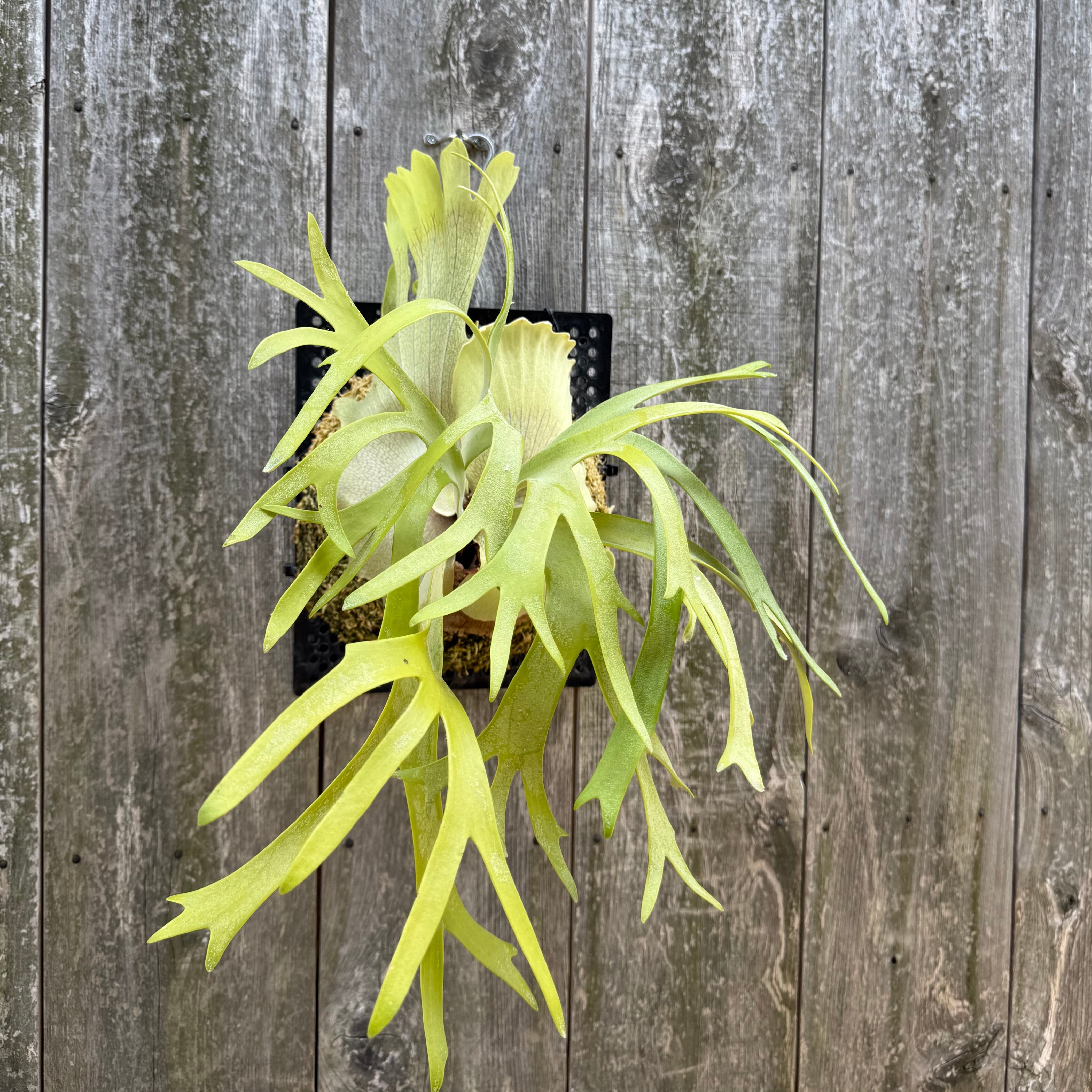 P. willinckii cv. Ryusei (pup) | naturefix