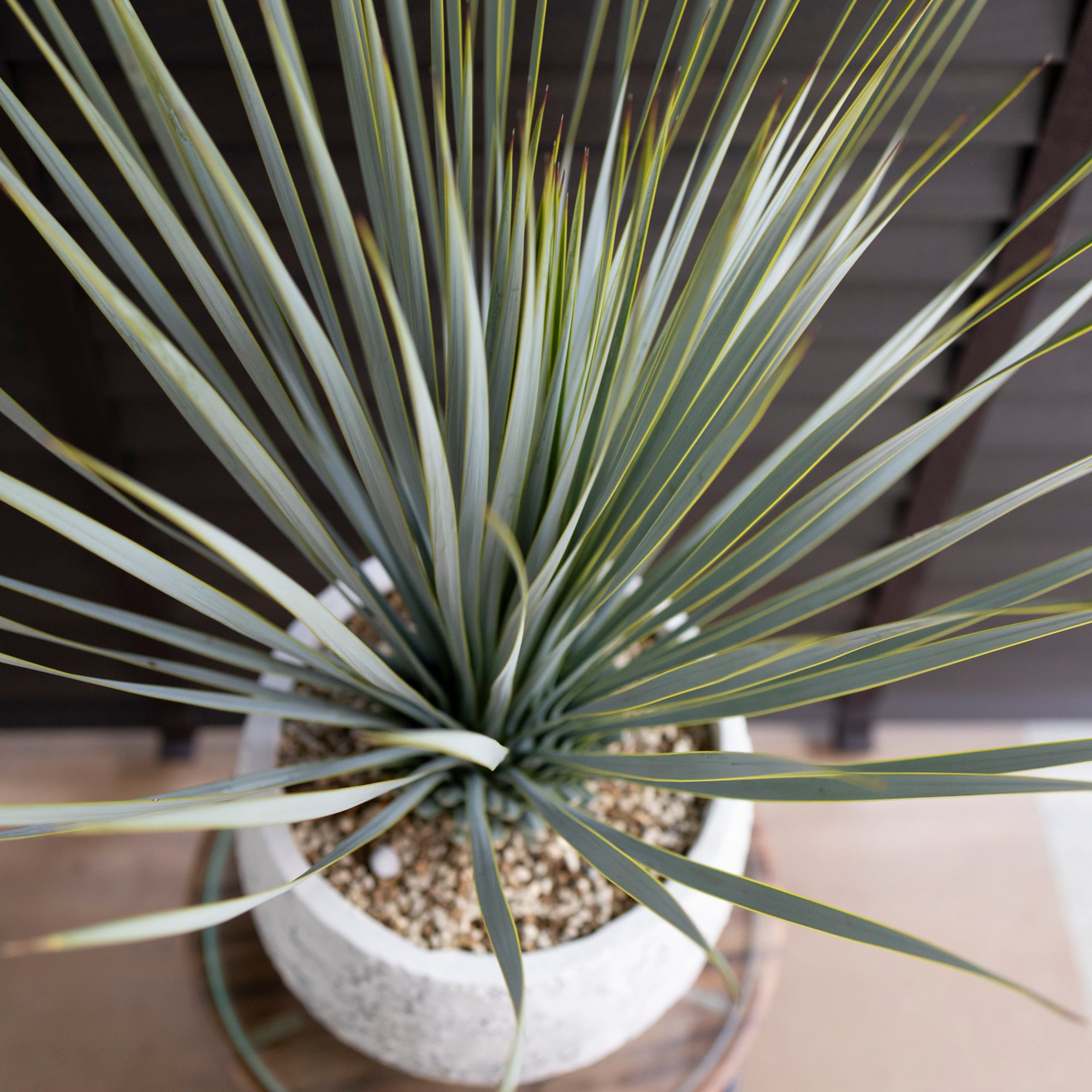 ユッカ ロストラータ Rostrata 8号 陶器鉢 観葉植物 ドライガーデン