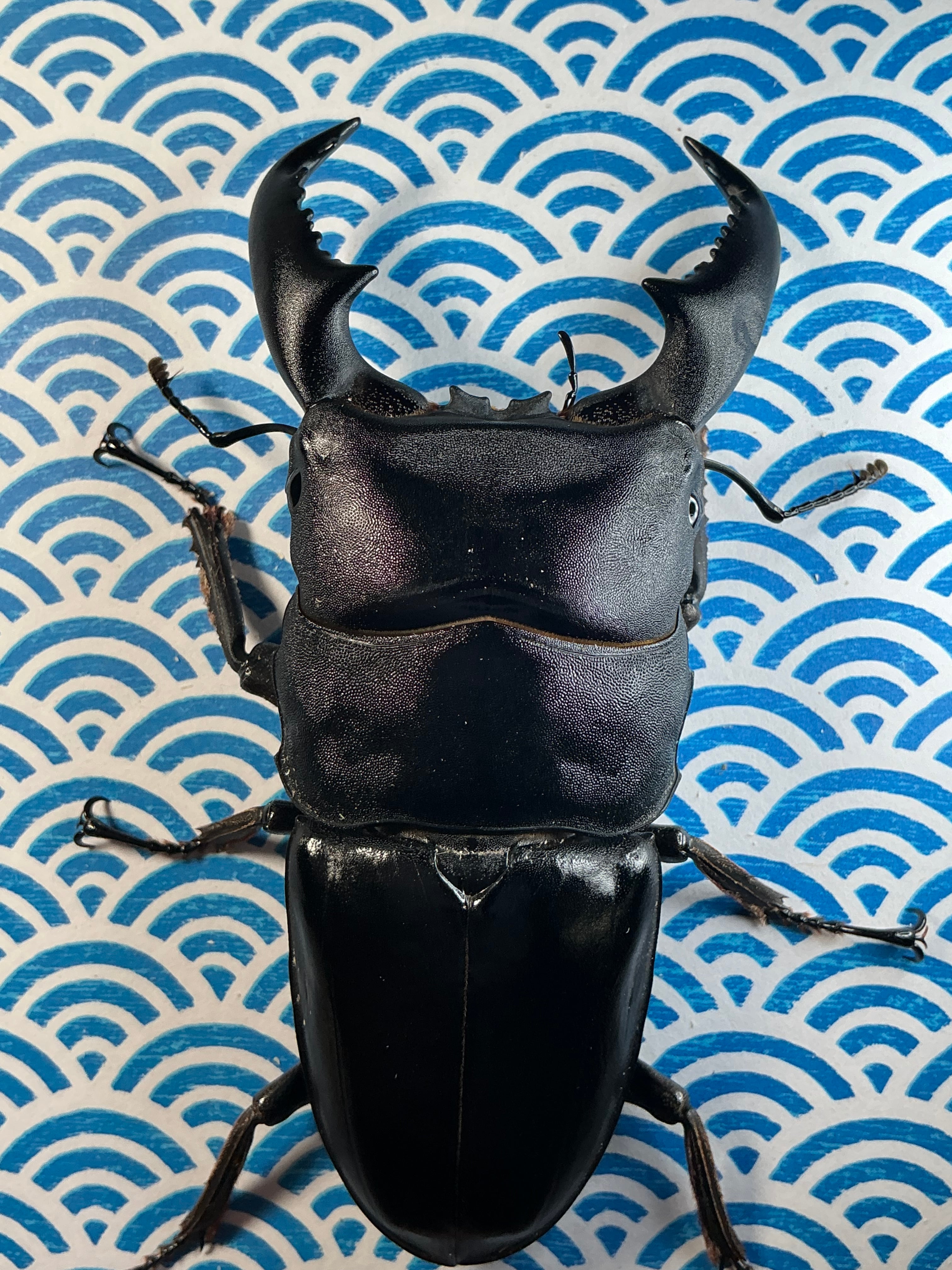 即ブリ!! タランドゥス ♂83.5mm ♀56.5mm ペア完品 タランドゥスオオツヤ