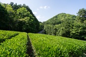ほうじ茶ティーバッグ15個入り（タグ・ひもなし）｜毎日に寄り添うやさしい一杯