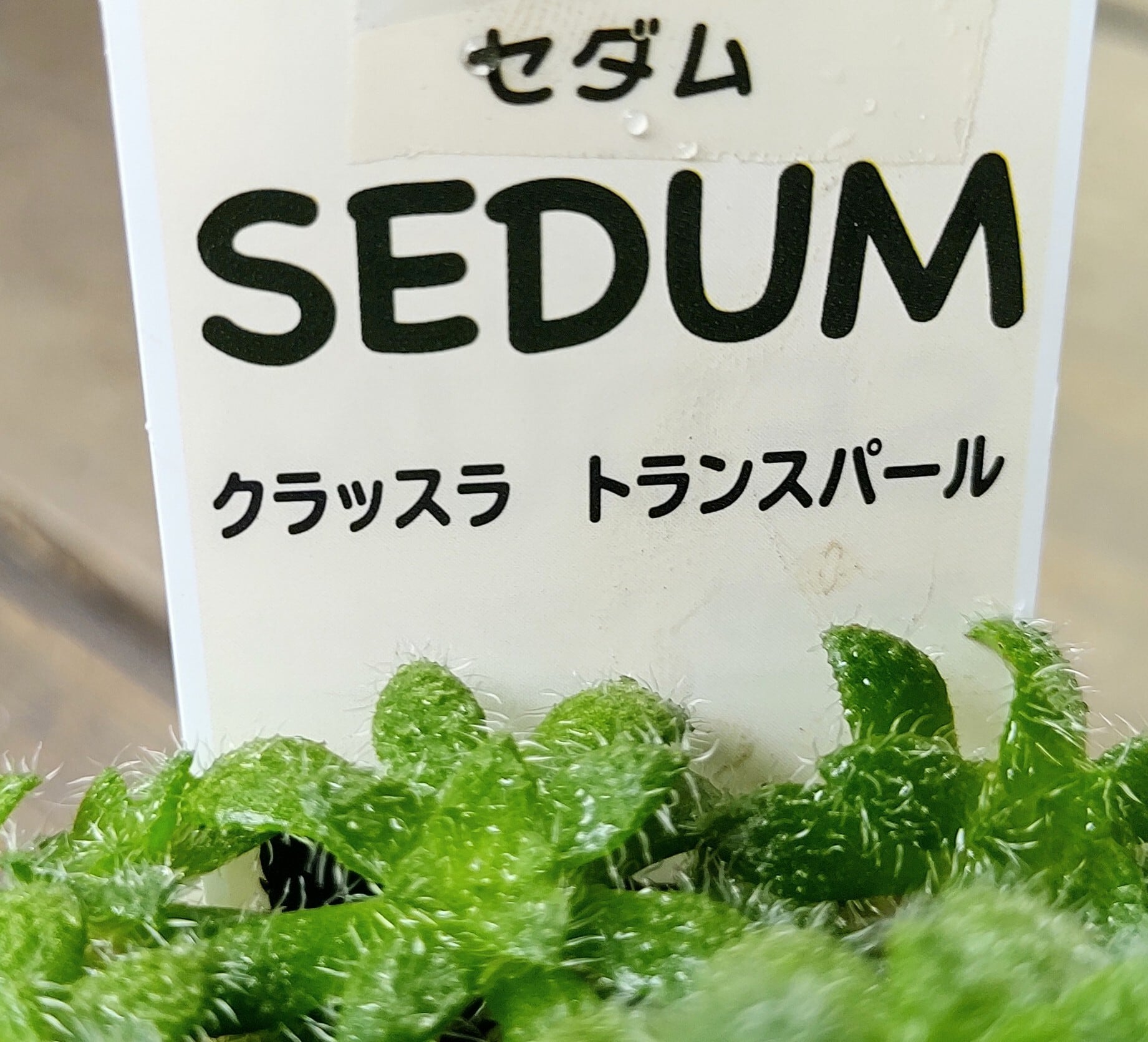 トランスパール(クラッスラ) | RuPo 多肉植物専門店