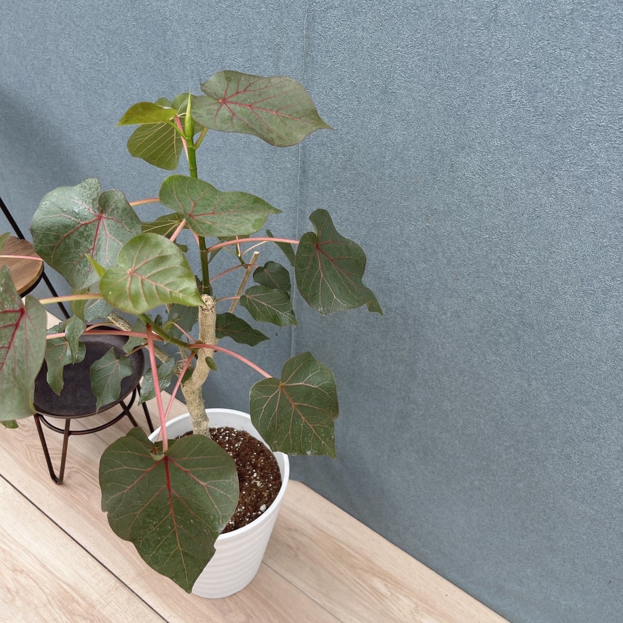 現品］20番 フィカス ペティオラリス 7号 観葉植物 室内 ゴムの木
