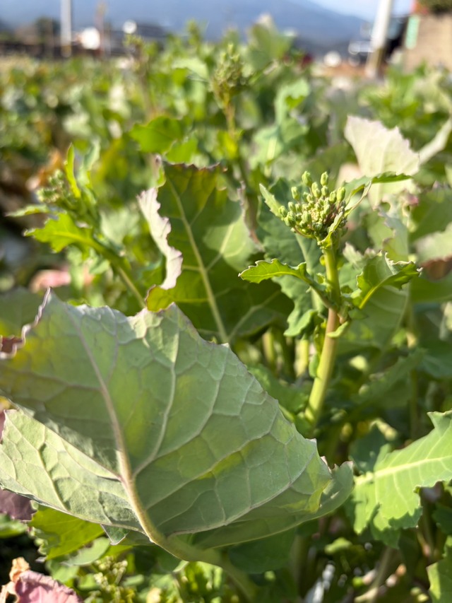 3月のお野菜もりもり御膳【無添加、無農薬米、有機・特別栽培野菜】