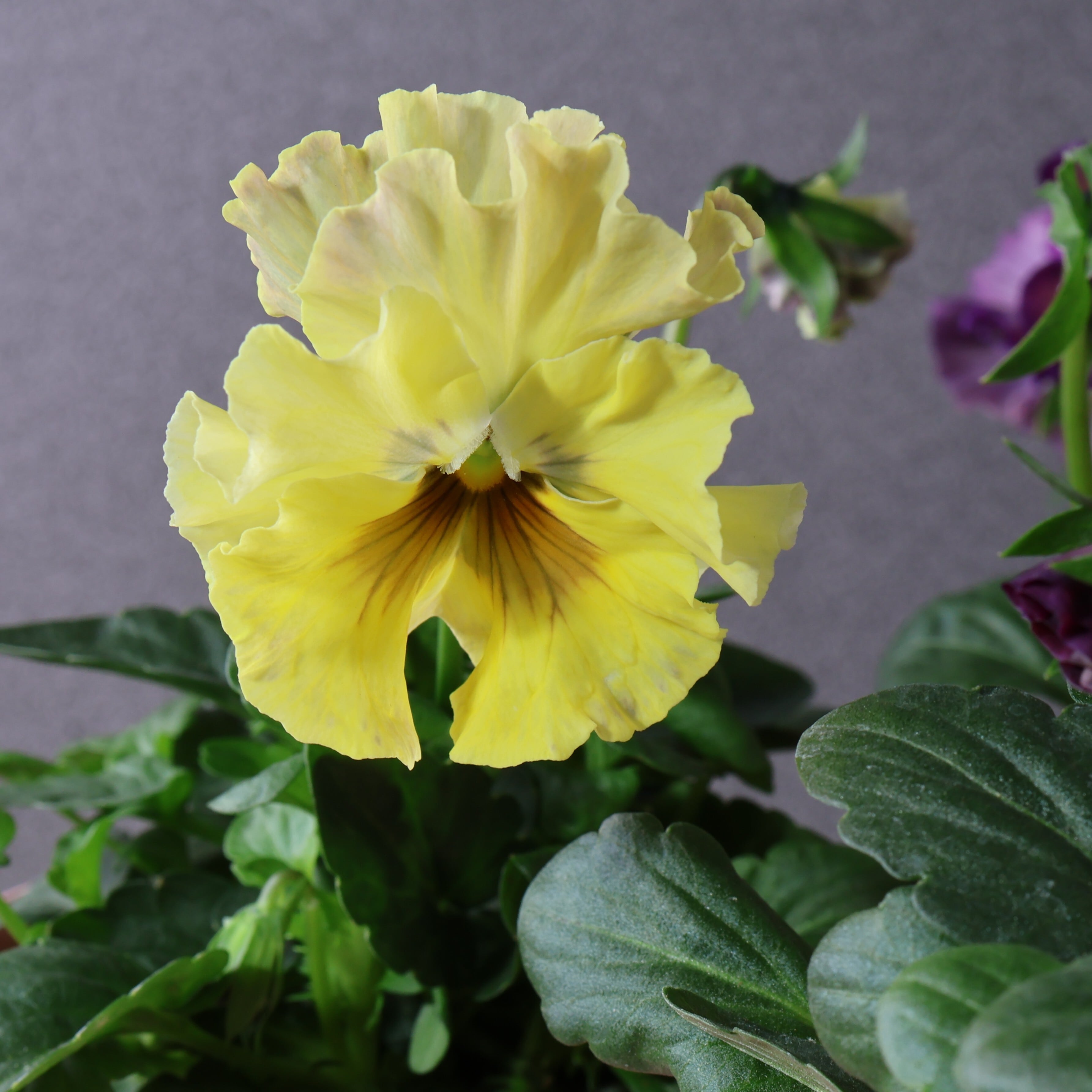 480 桂楓園さんオリジナルのフリル咲きパンジー『フェデネージュ モネ